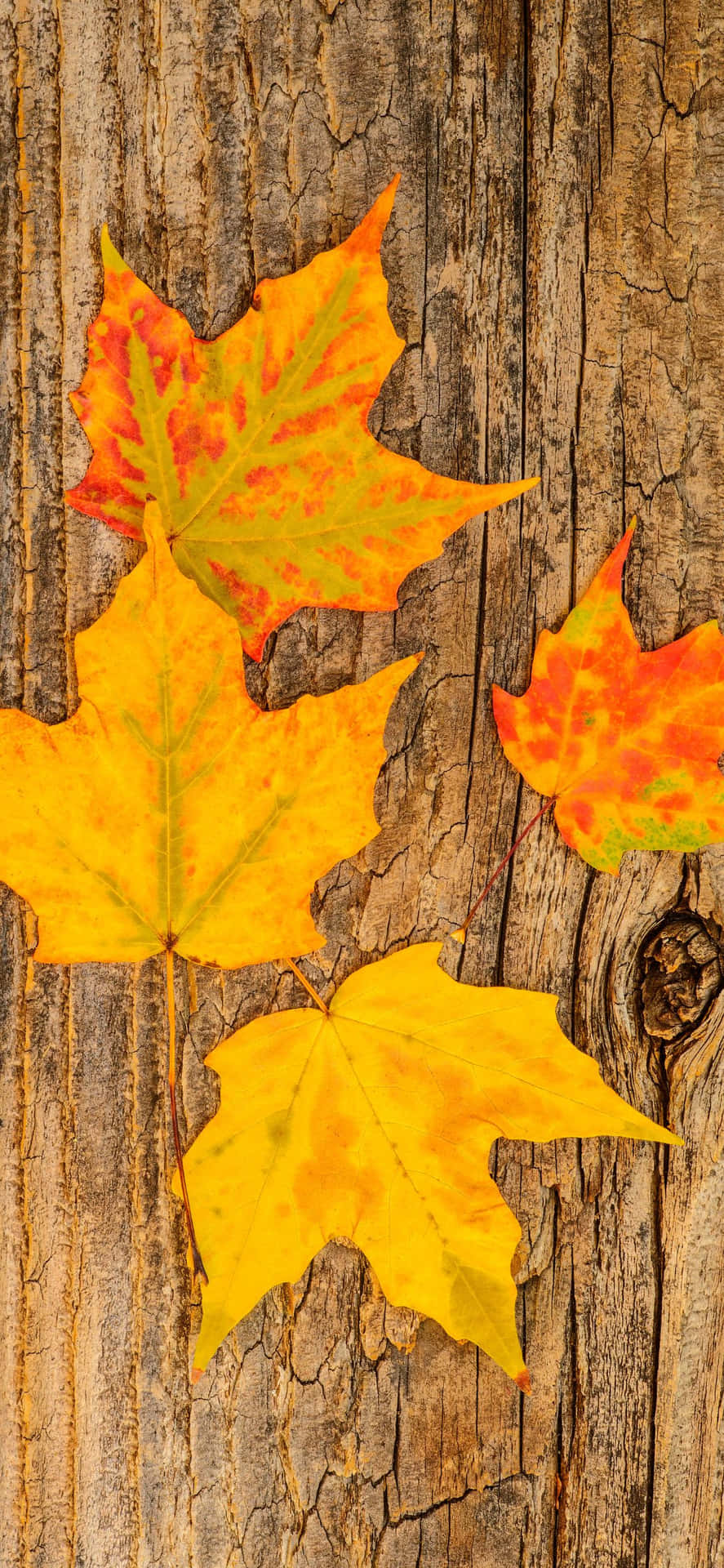 Capture the beauty of the season with this gorgeous Fall landscape.
