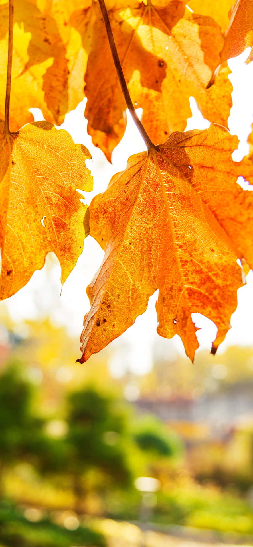 Bildein Atemberaubender Blick Auf Lebendige Herbstlaub-farben