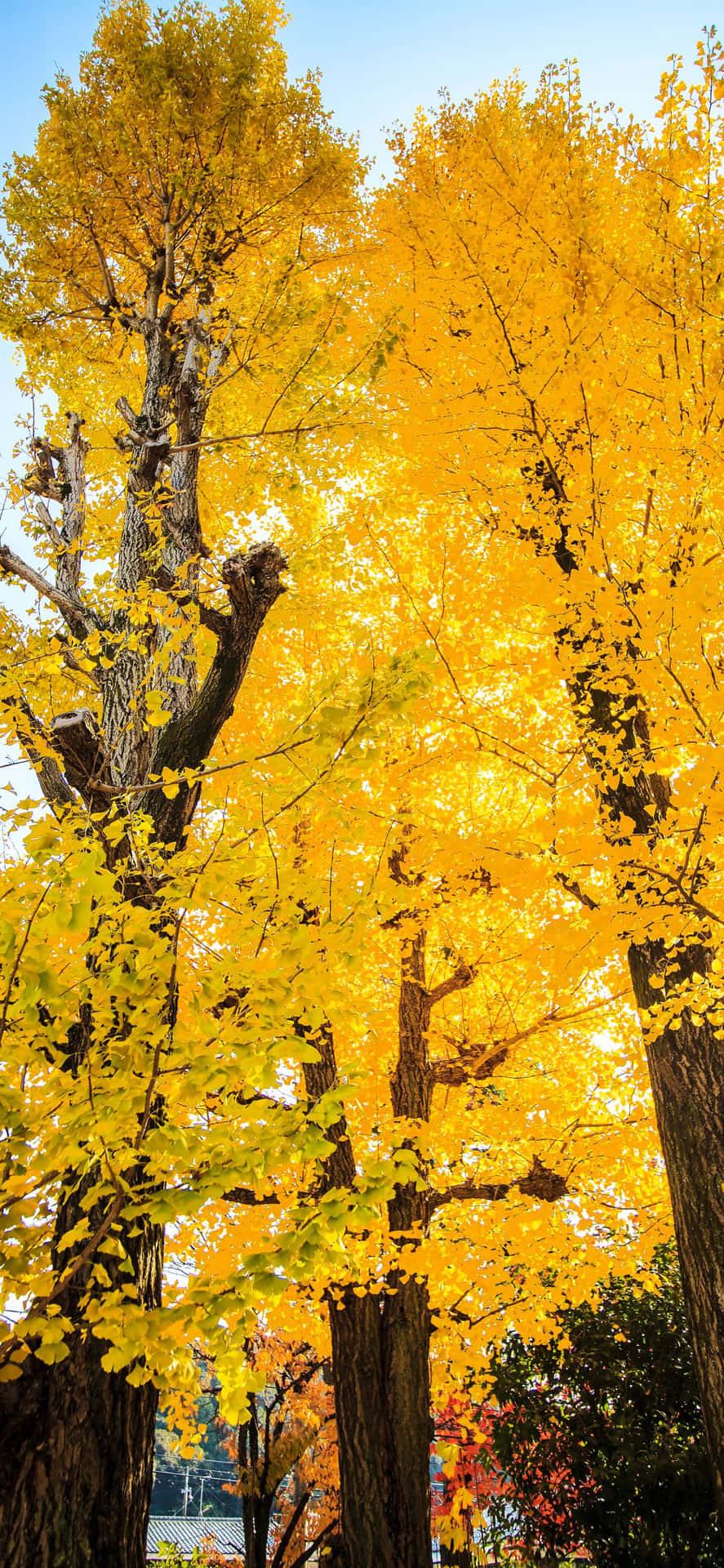 A Yellow Tree With Leaves