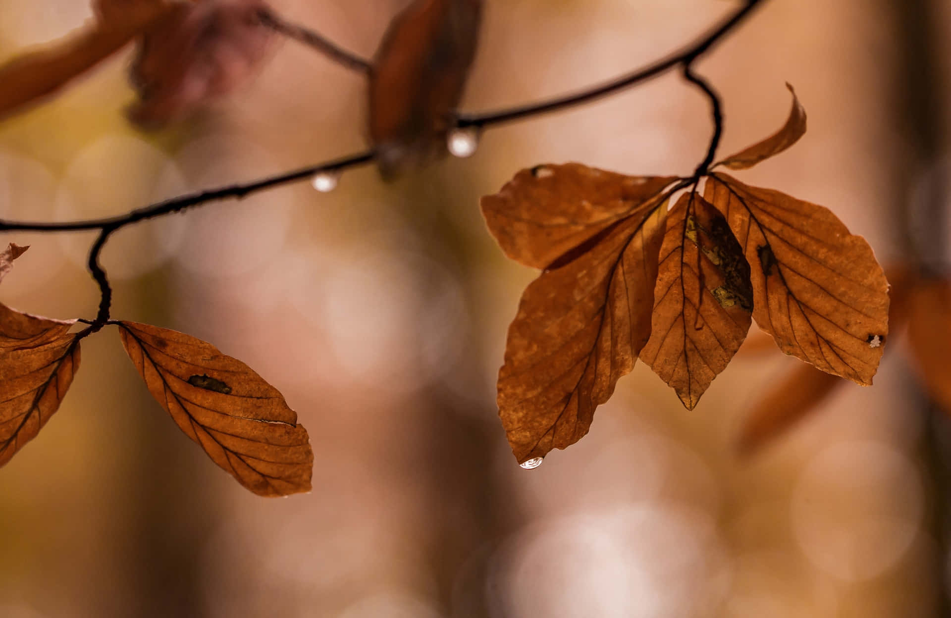 Baummit Laub Bedeckt Im Herbst