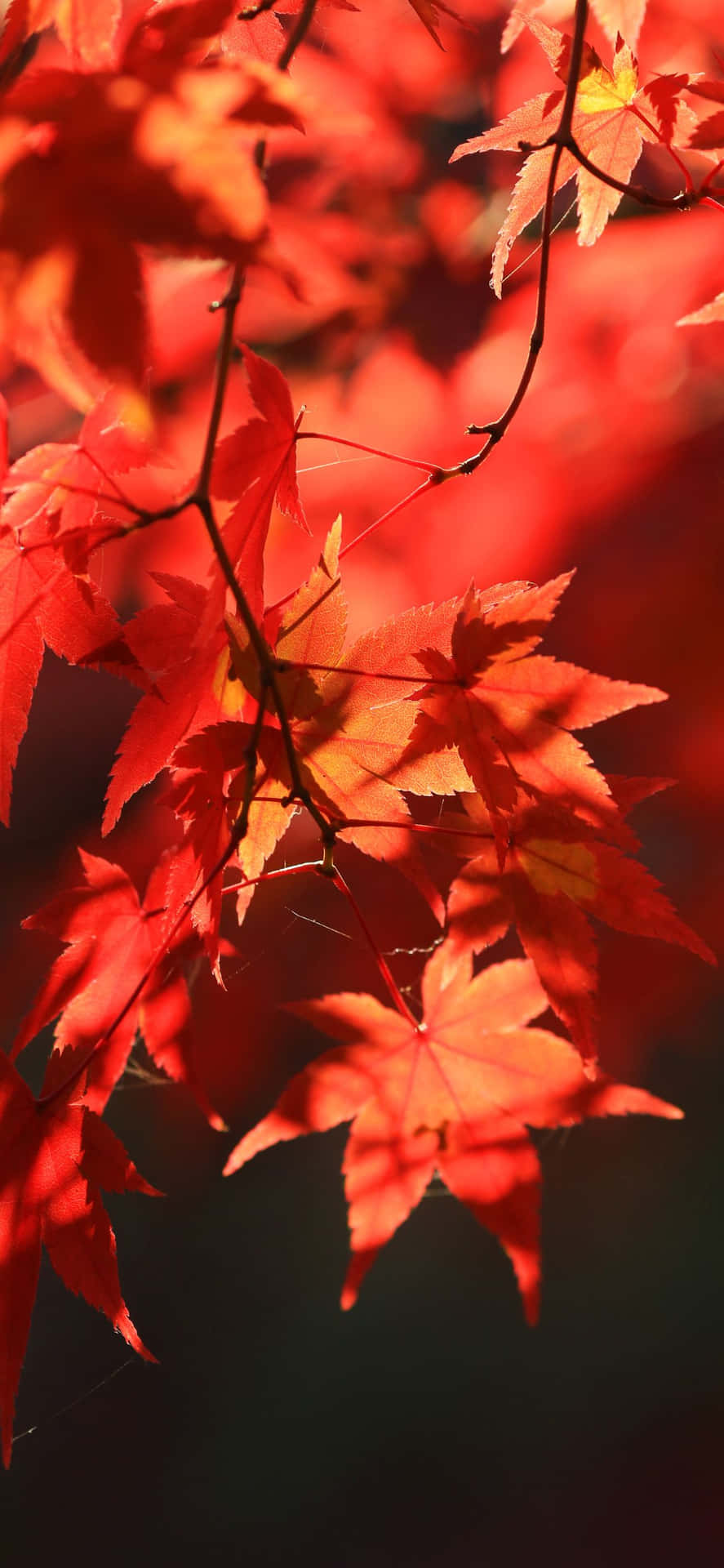 Genießeden Anblick Von Roten Und Goldenen Blättern Im Schönsten Herbst!