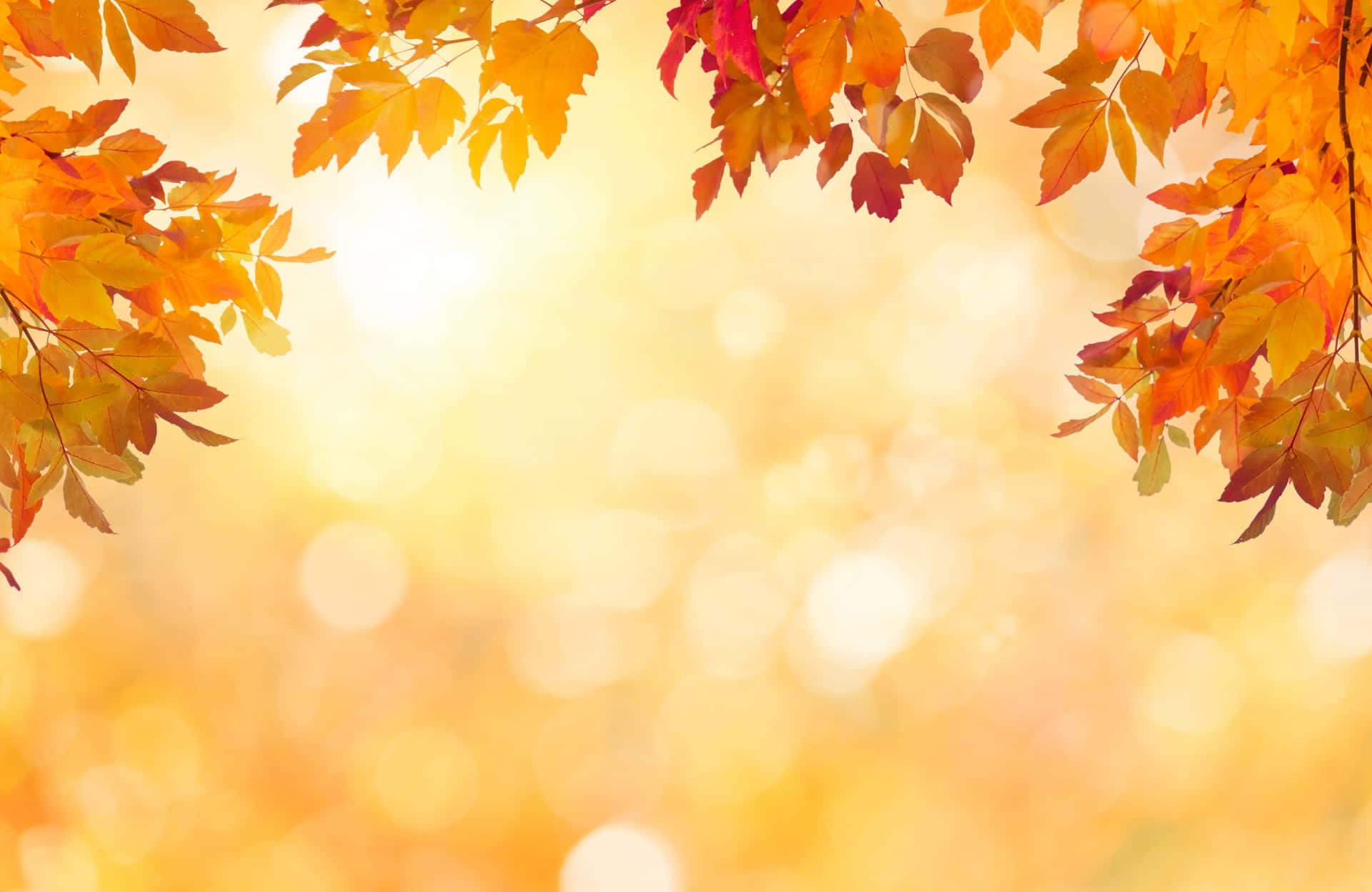 Get the Best of Fall with this Beautiful Background