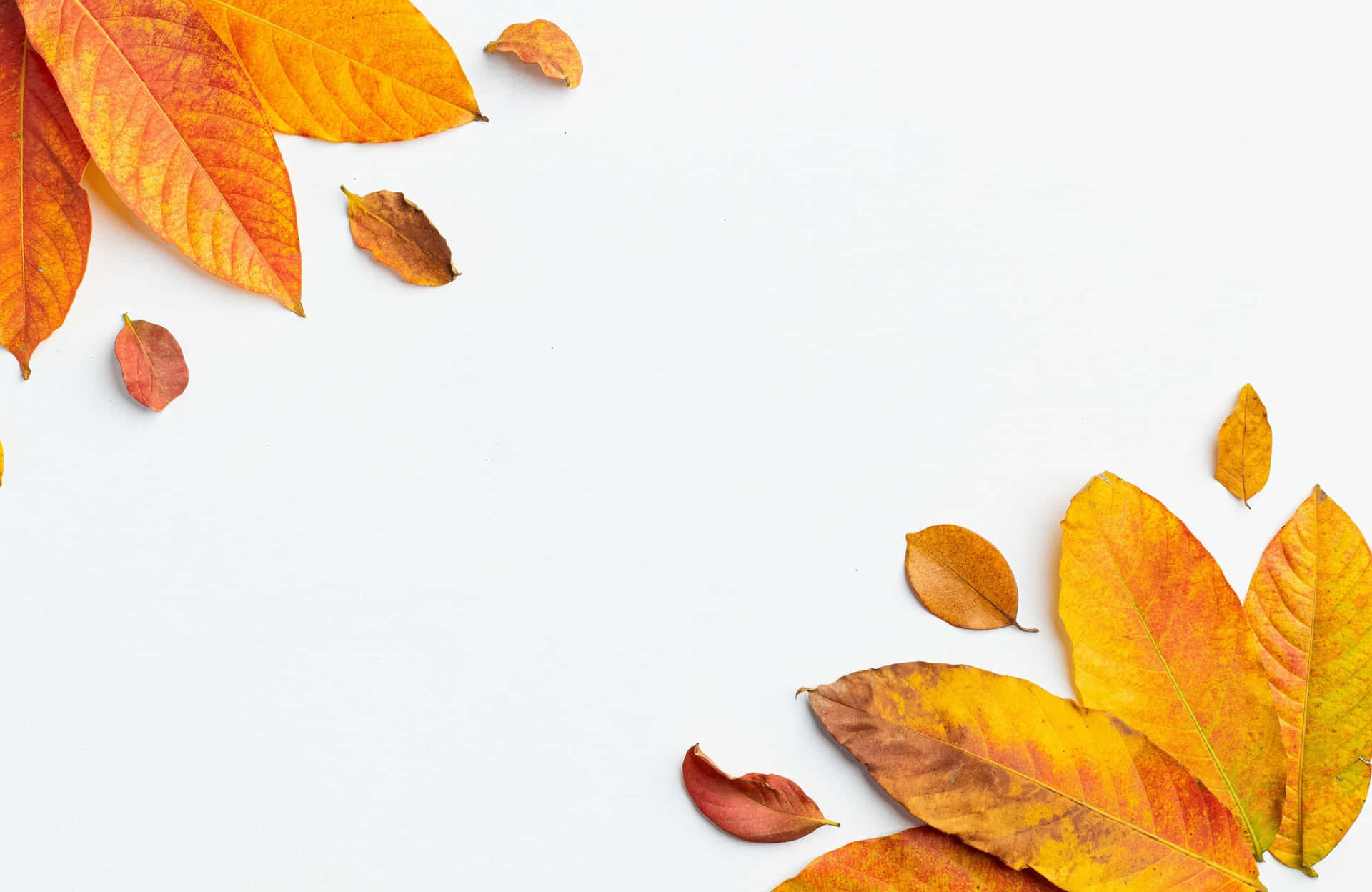 Herbstblätterauf Weißem Hintergrund