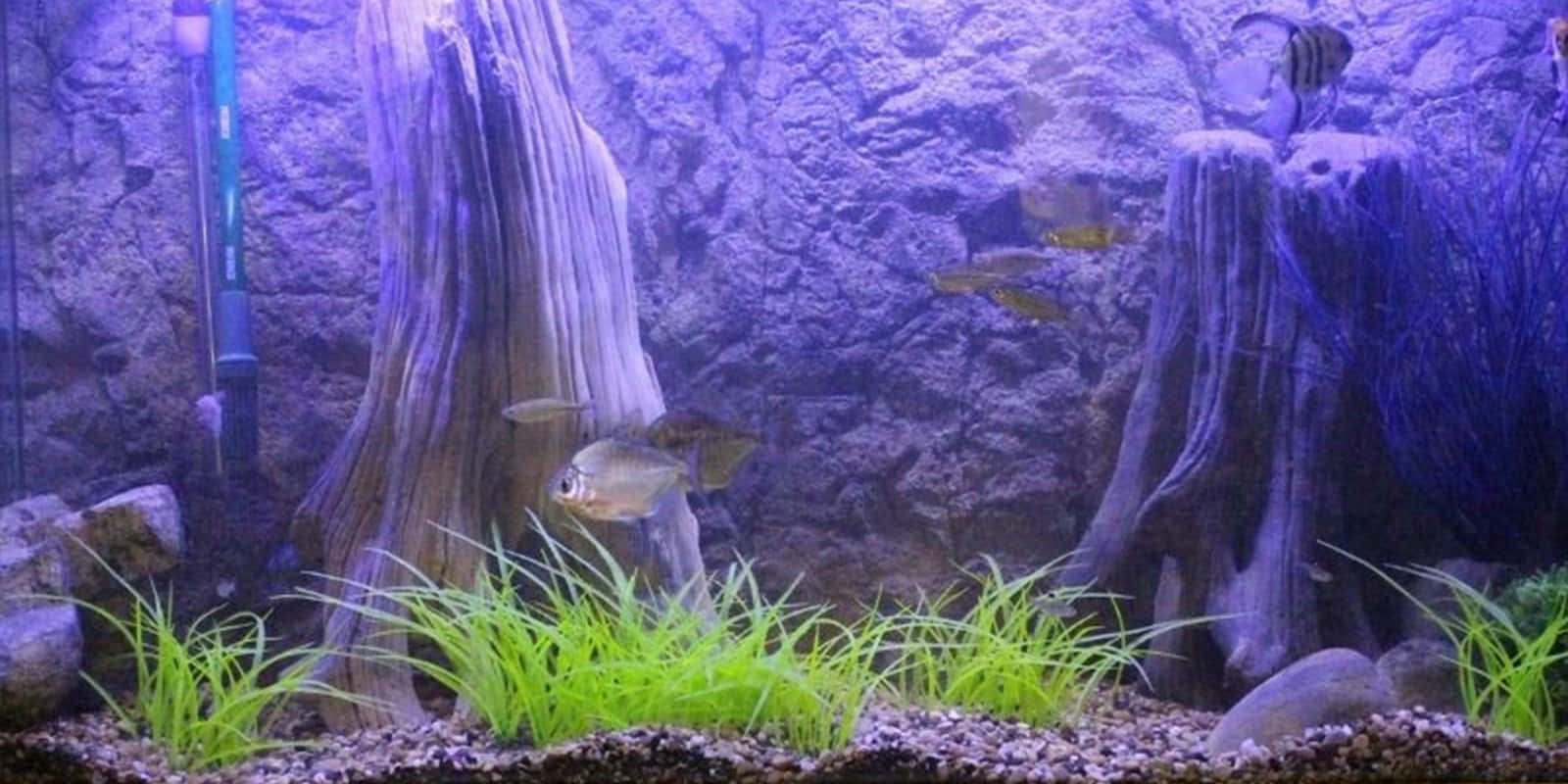 A Fish Tank With Plants And Rocks
