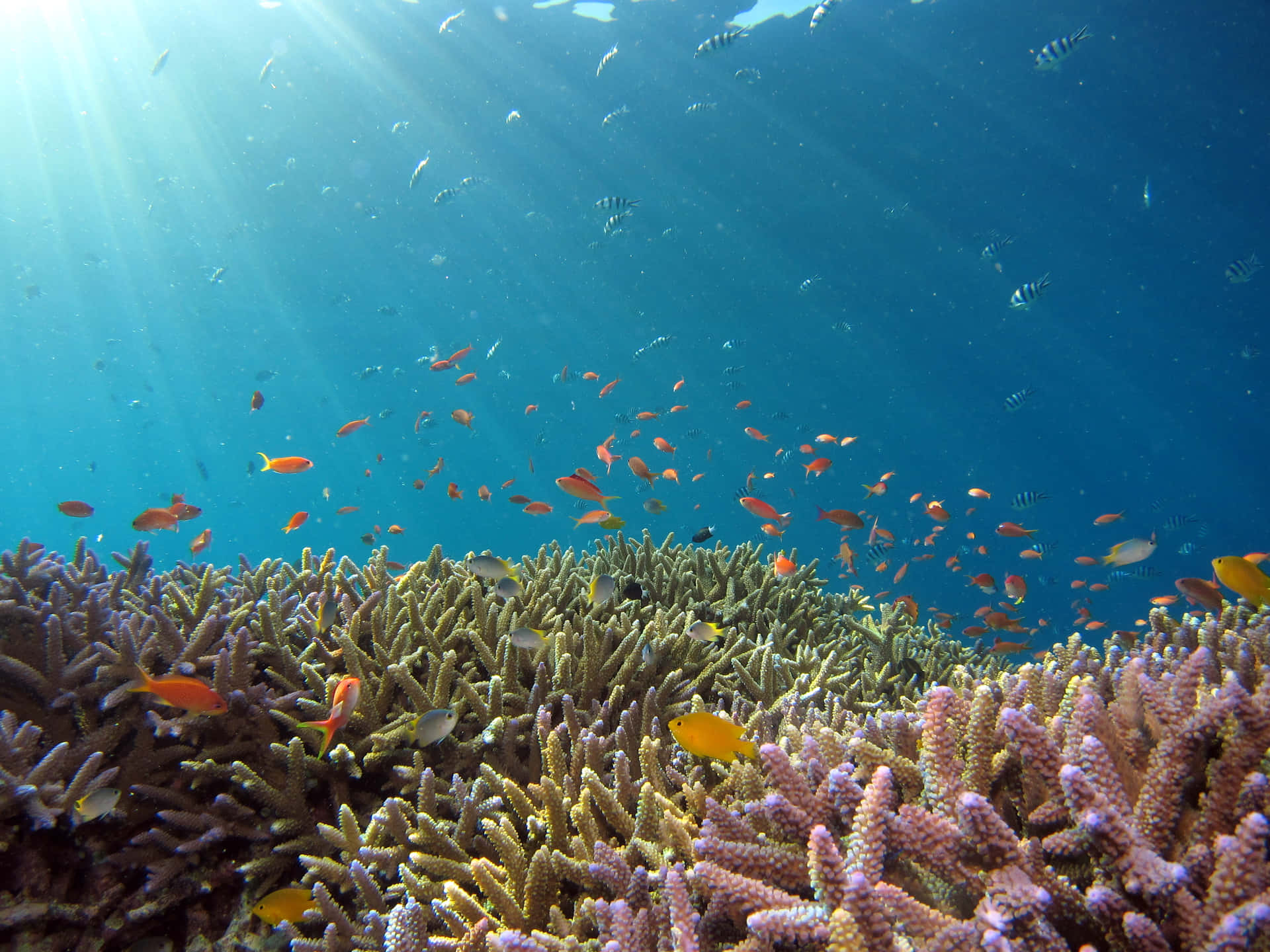 A Coral Reef With Fish