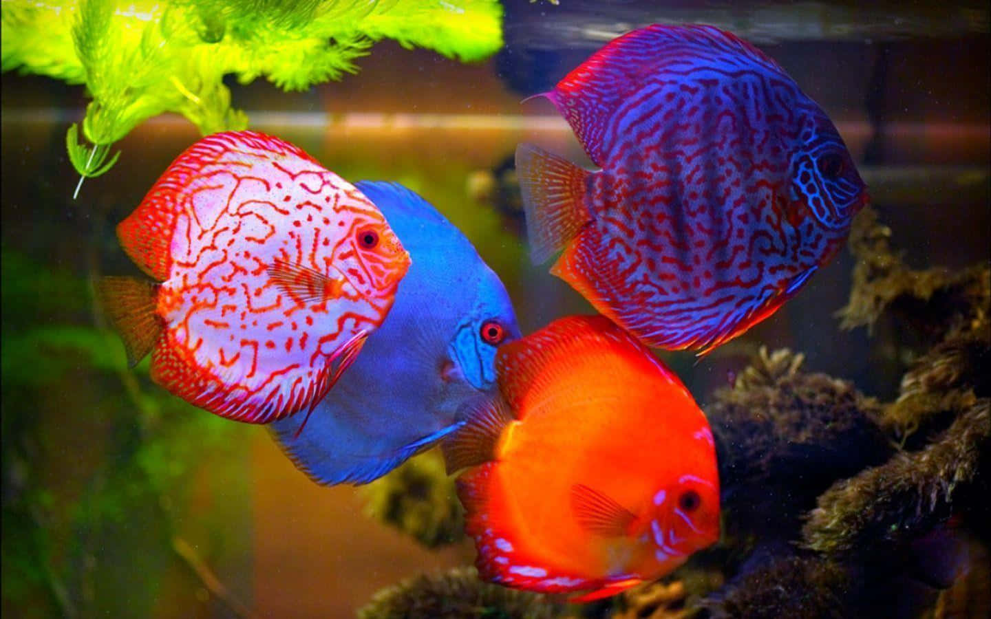 Discus Fish In Aquarium