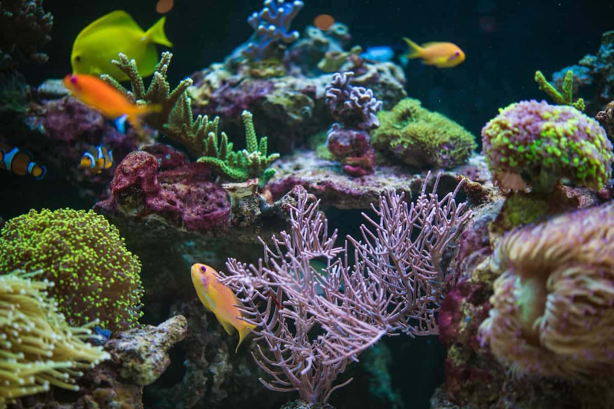 A Colorful Coral Reef With Fish And Corals