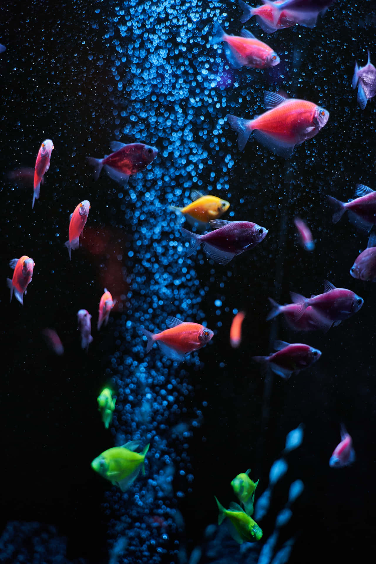 A Group Of Fish Swimming