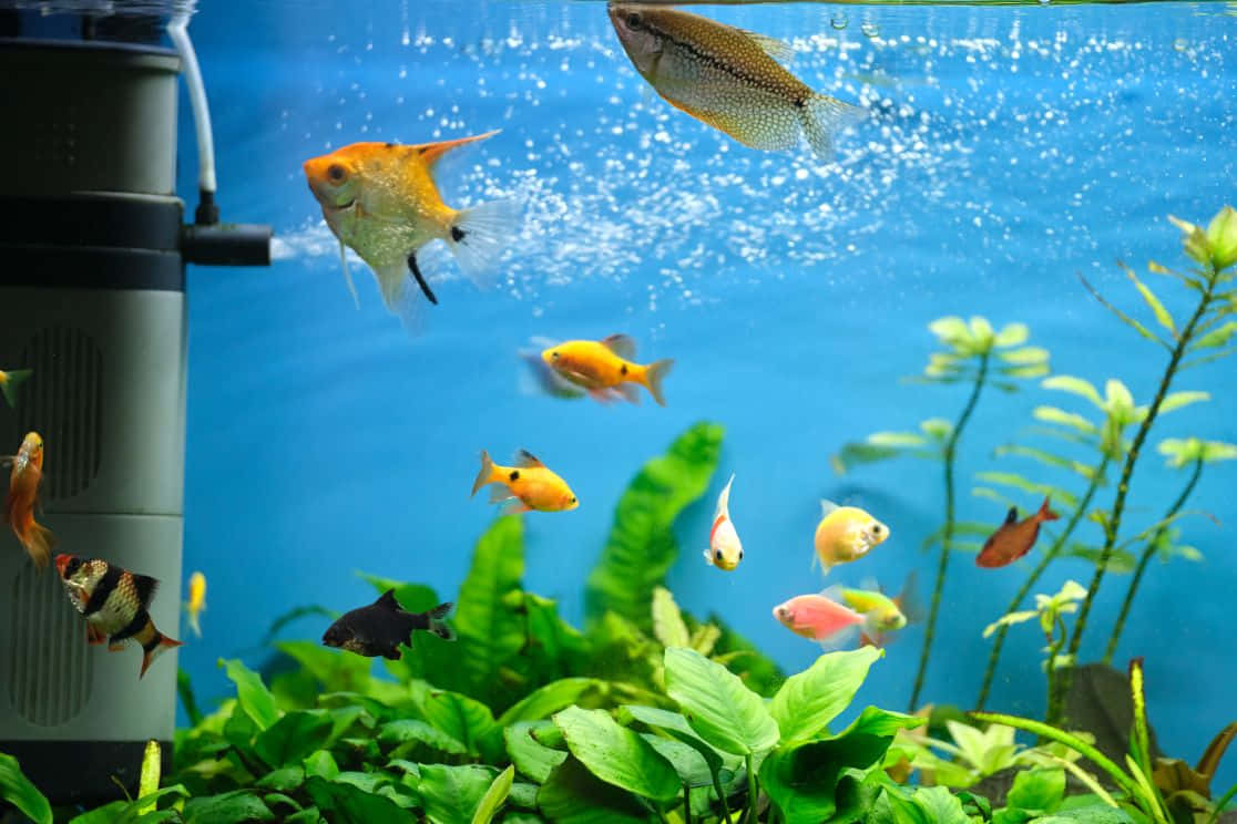 Fisk svømmer i et akvarium med planter