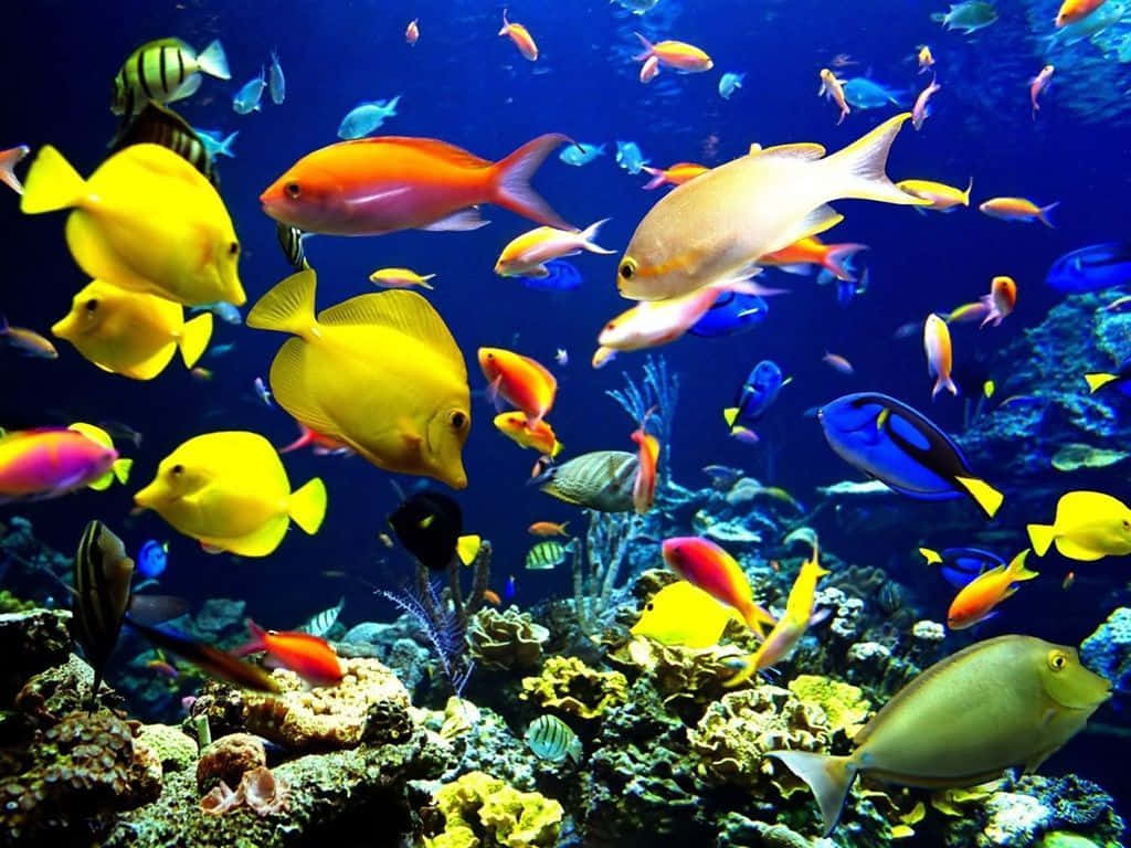 A Large Aquarium With Many Colorful Fish