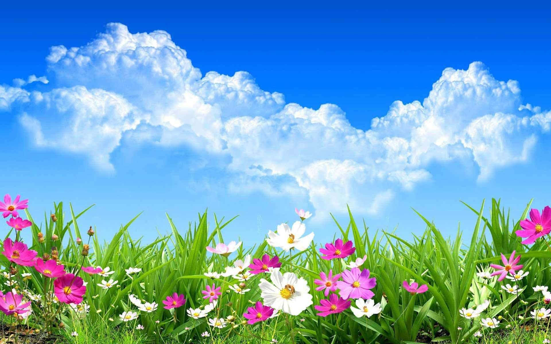 Best Flowers Background Under Blue Skies Background