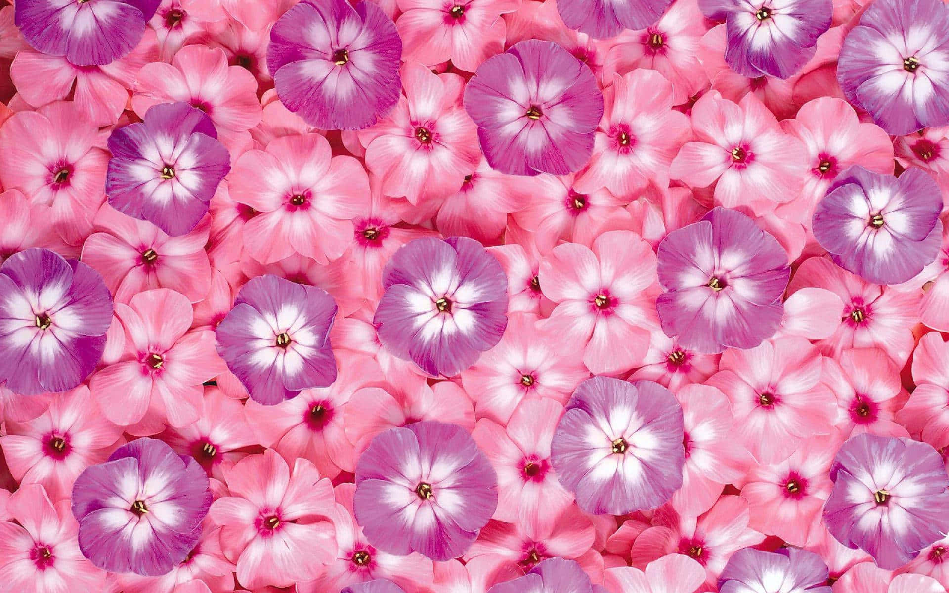 Pink And Purple Best Flowers Background