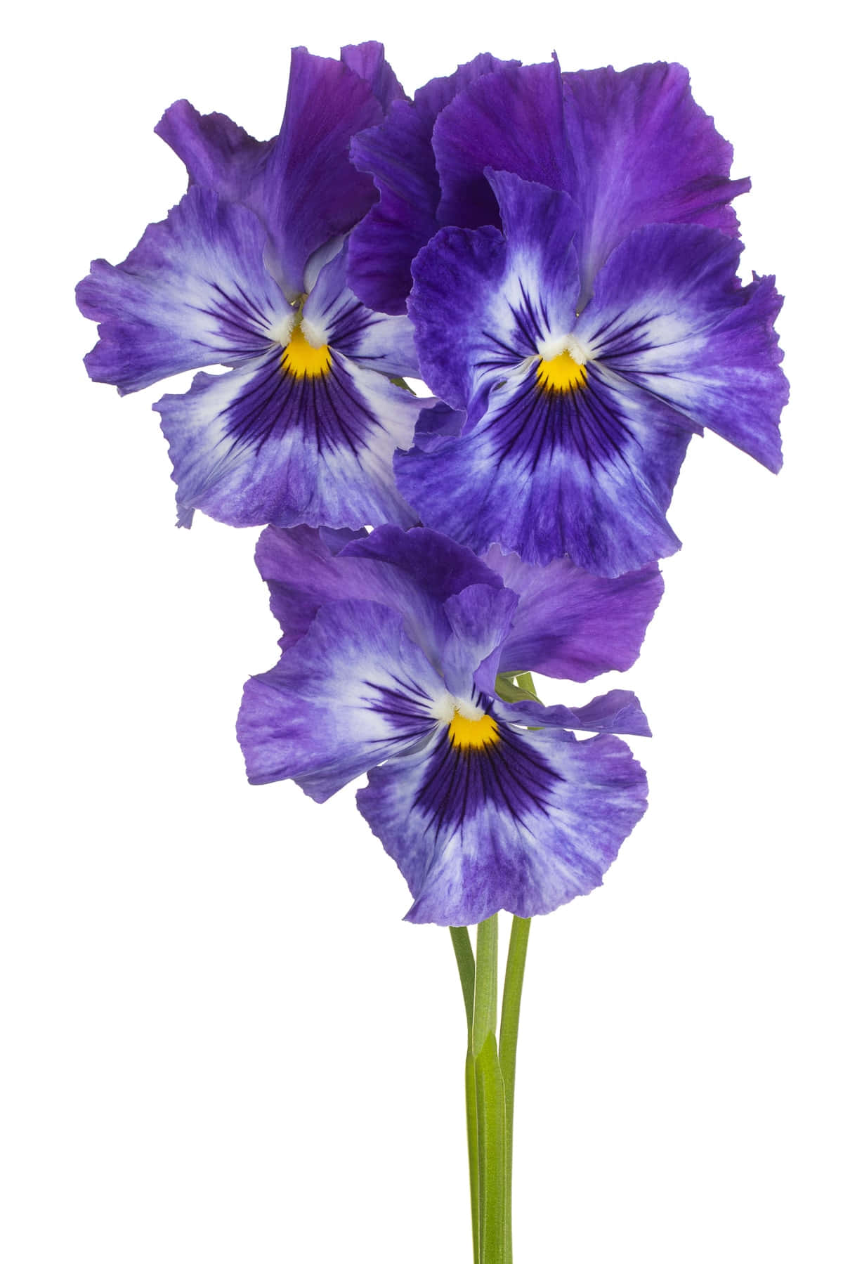 Purple Pansy Best Flowers Background