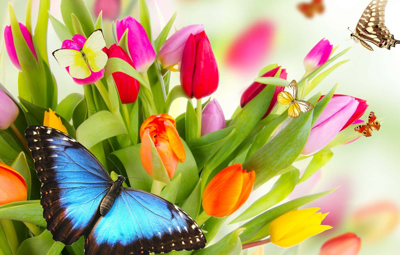Butterflies With Best Flowers Background