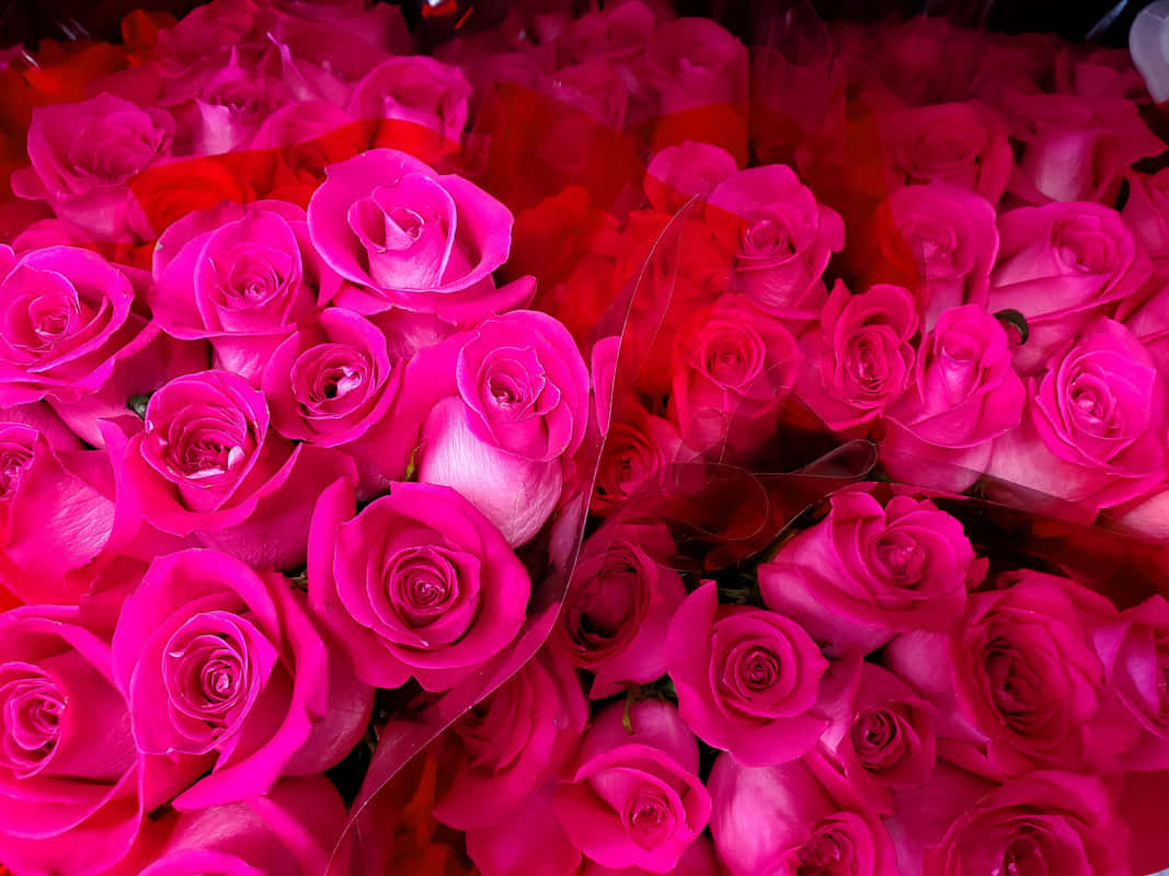 Pink Roses Best Flowers Background