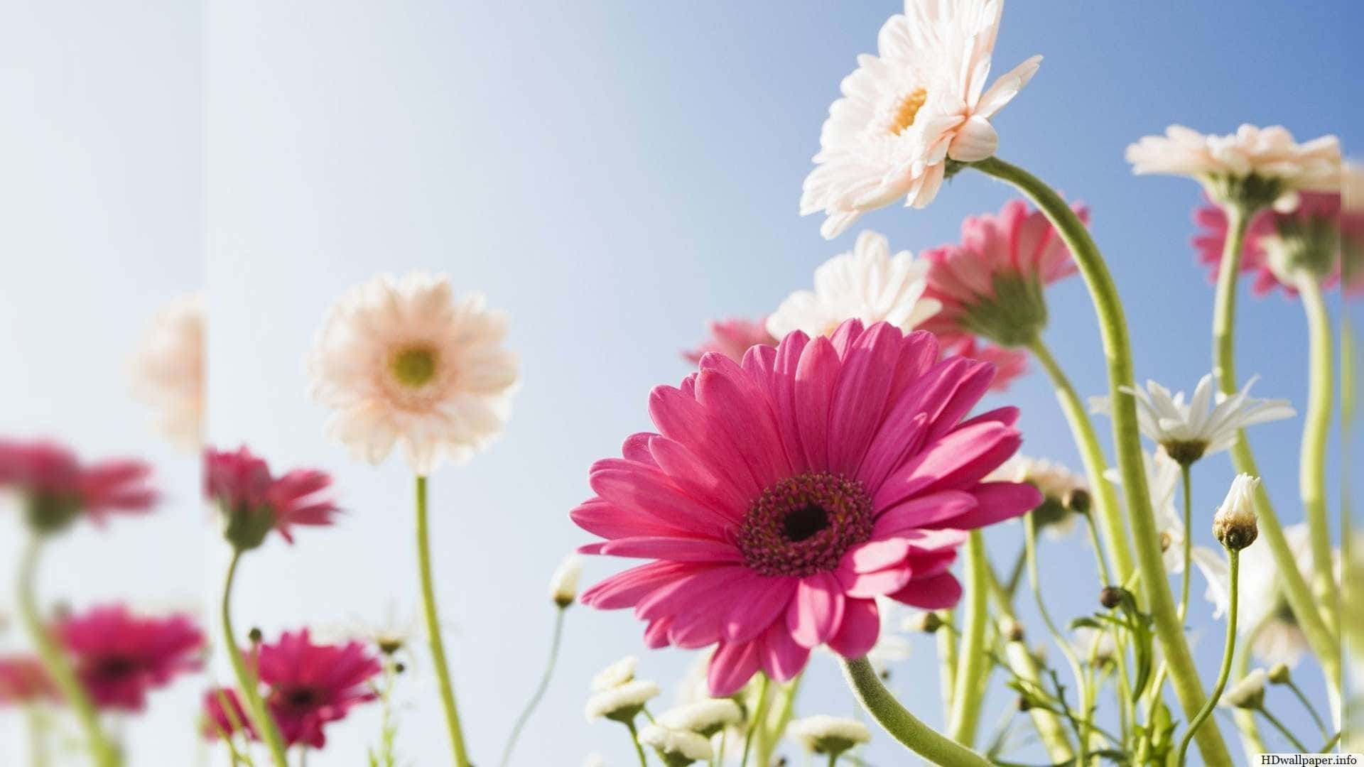 Pink And White Gerbera Best Flowers Background