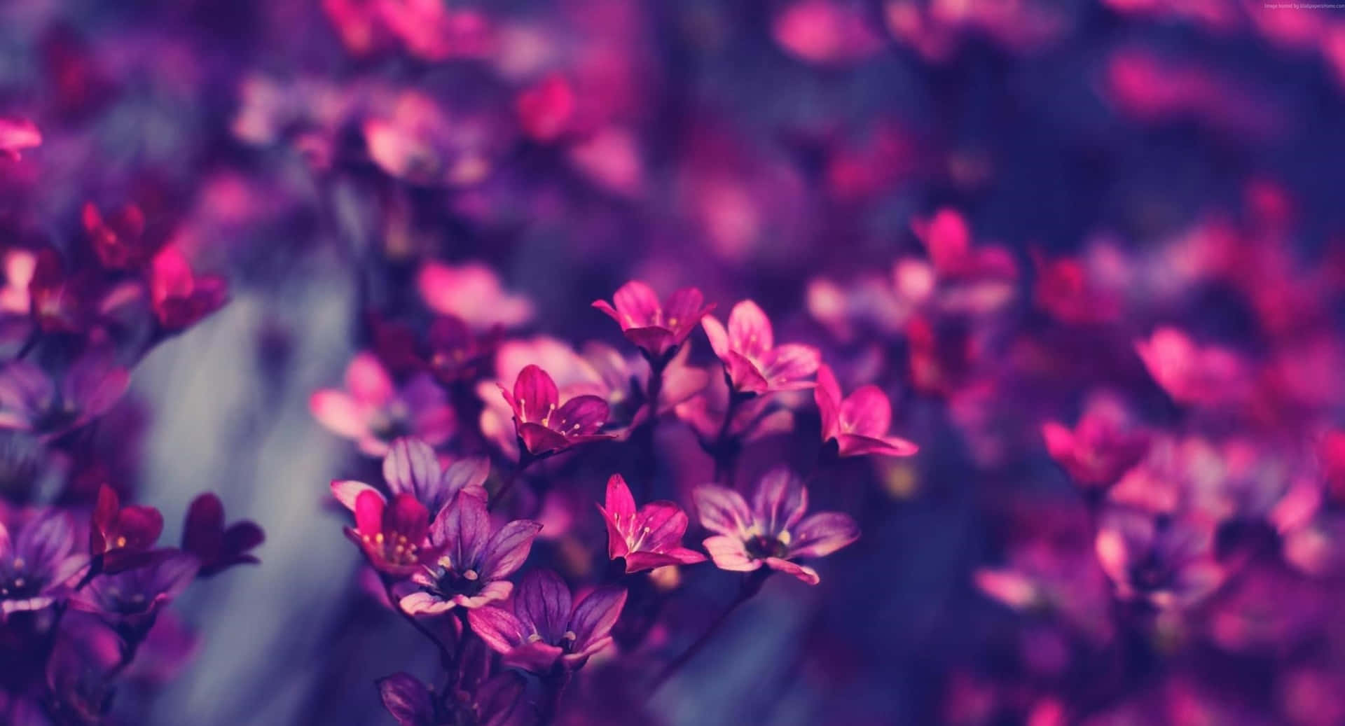 Little Purple Best Flowers Background