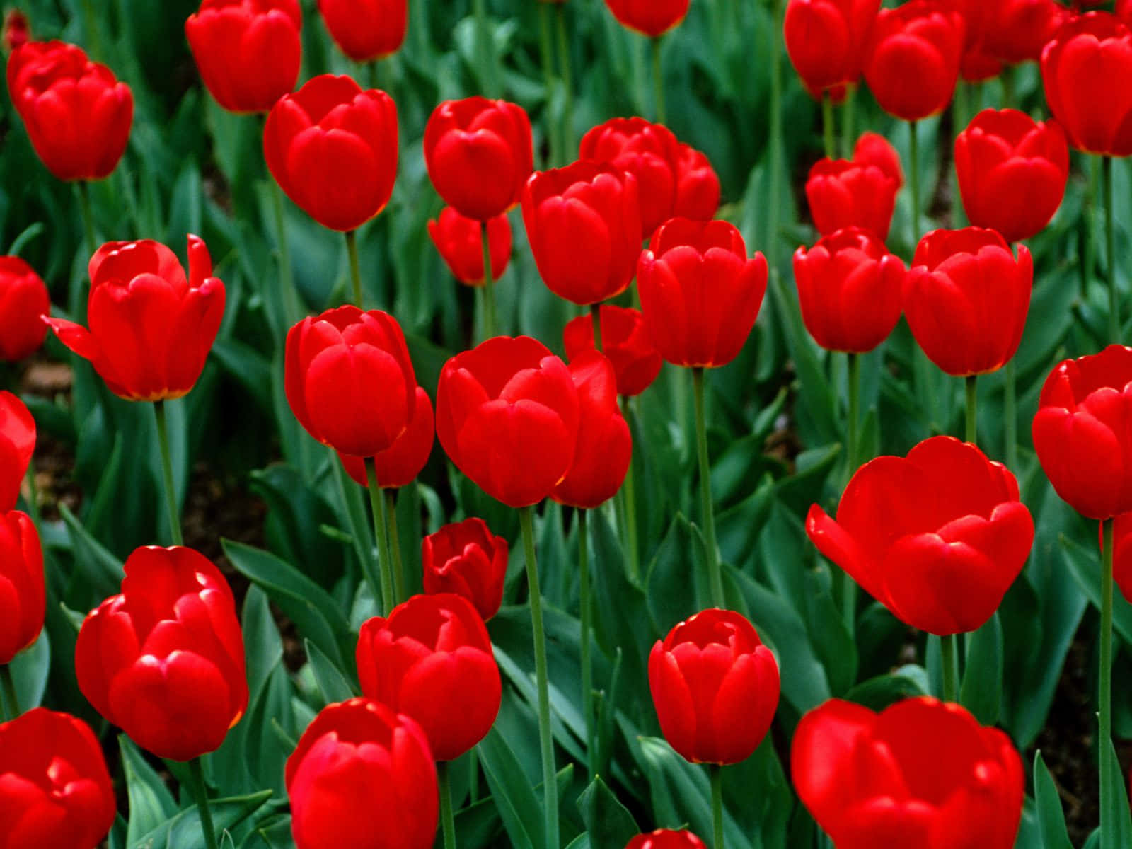 Red Tulips Best Flowers Background