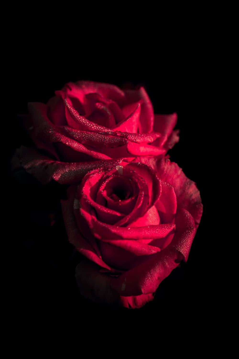 Two Red Roses Best Flowers Background