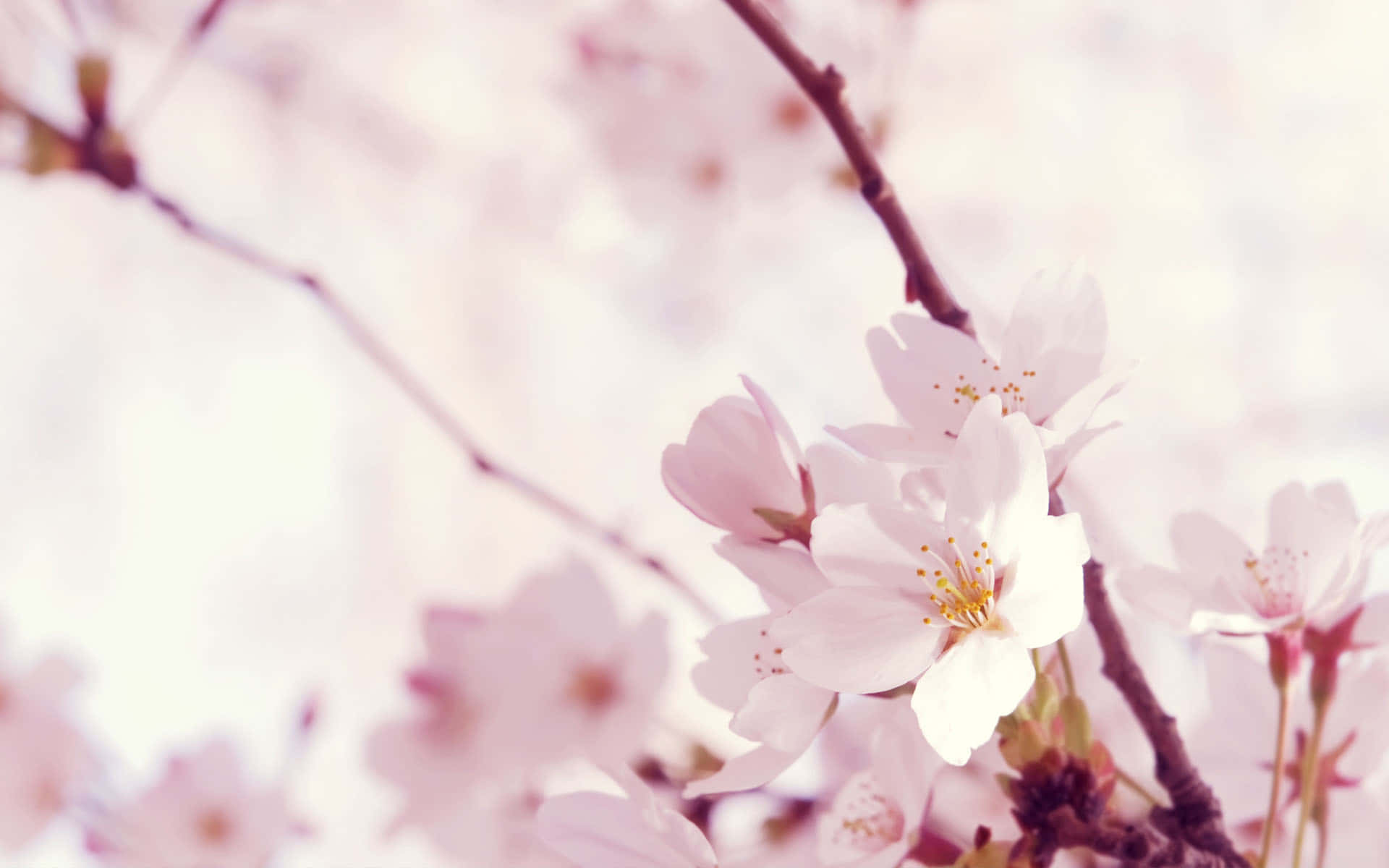 Peach Blossom Best Flowers Background