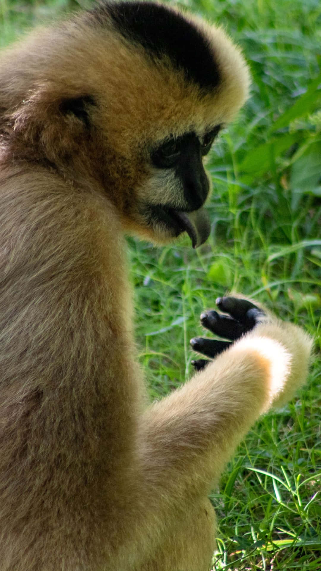 Tongue Out Best Gibbon Background