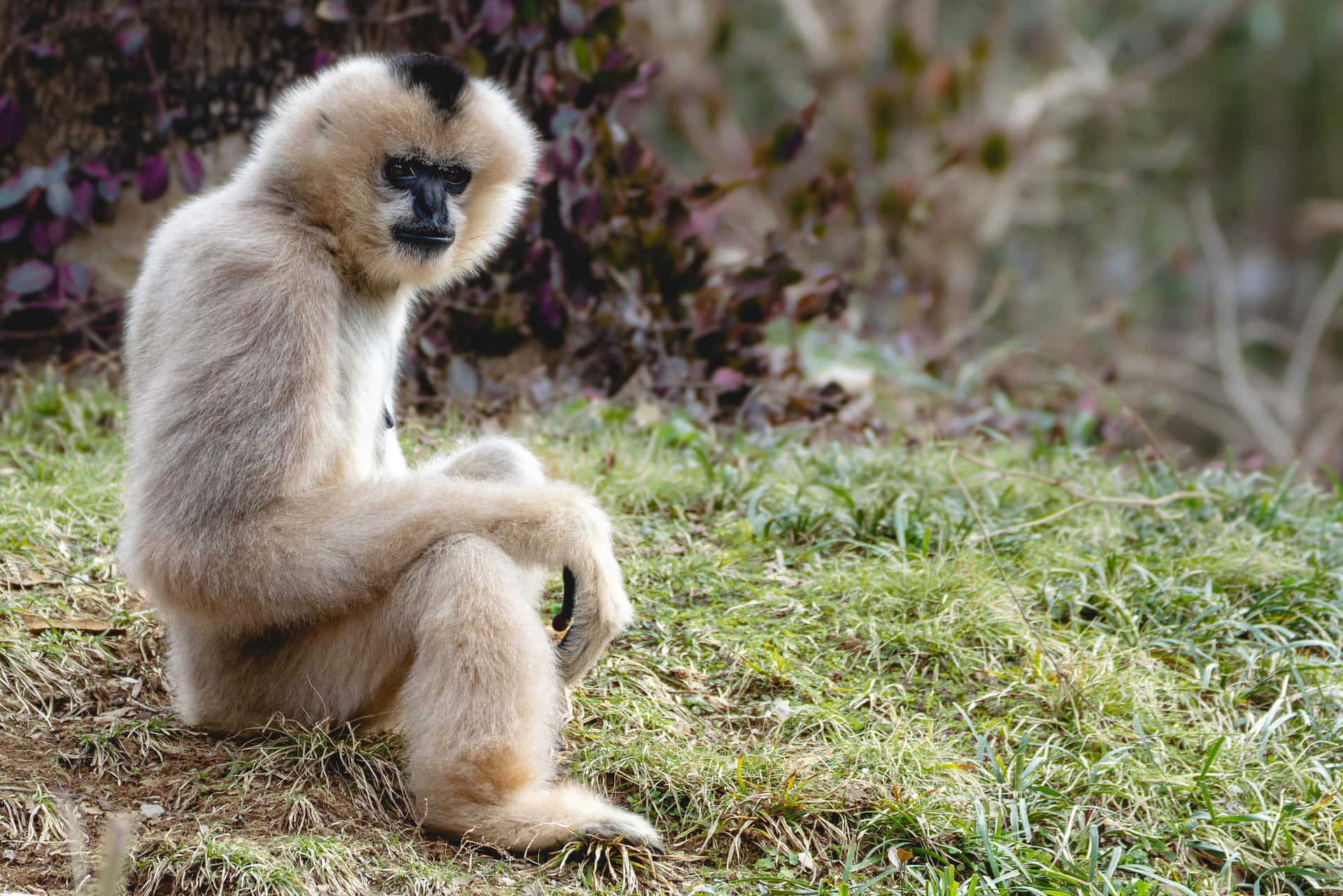 Slim Posture Best Gibbon Background