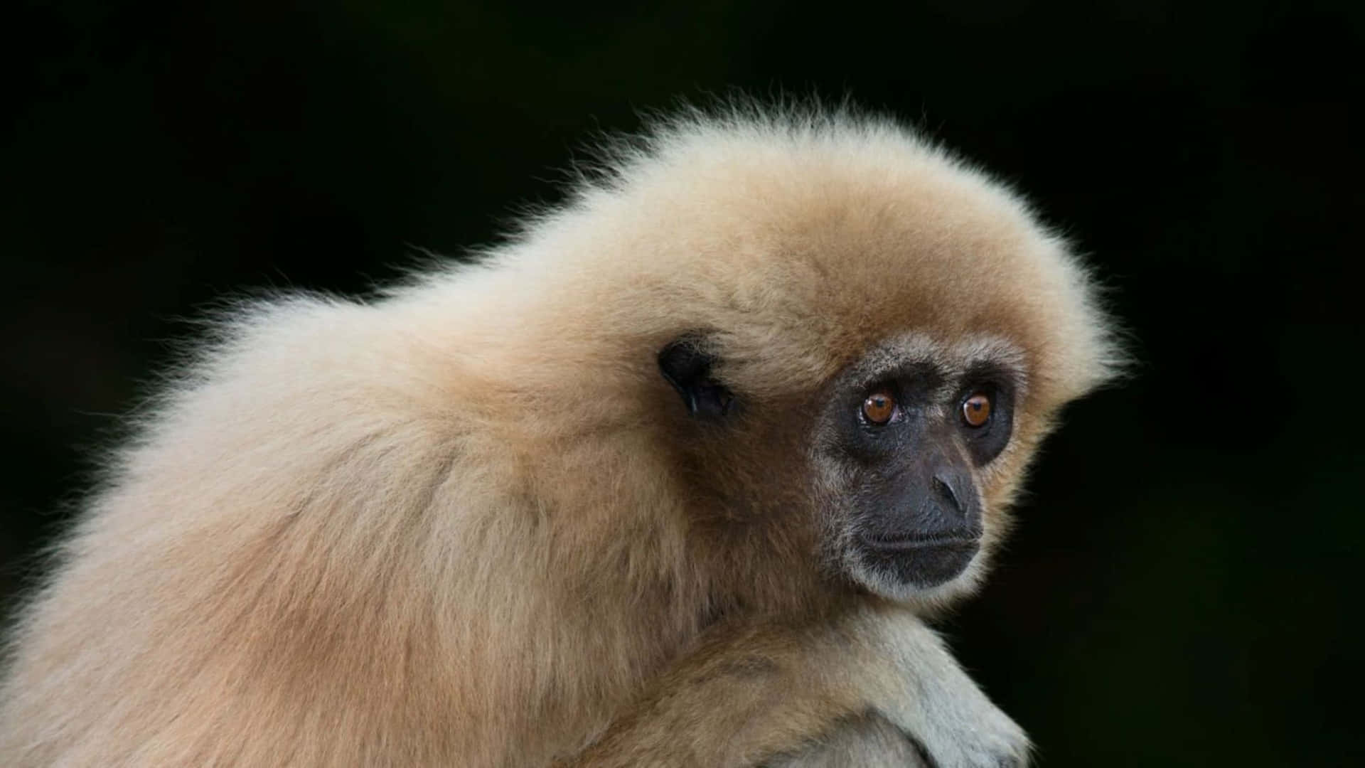 Nahaufnahmebest Gibbon Schwarzer Hintergrund