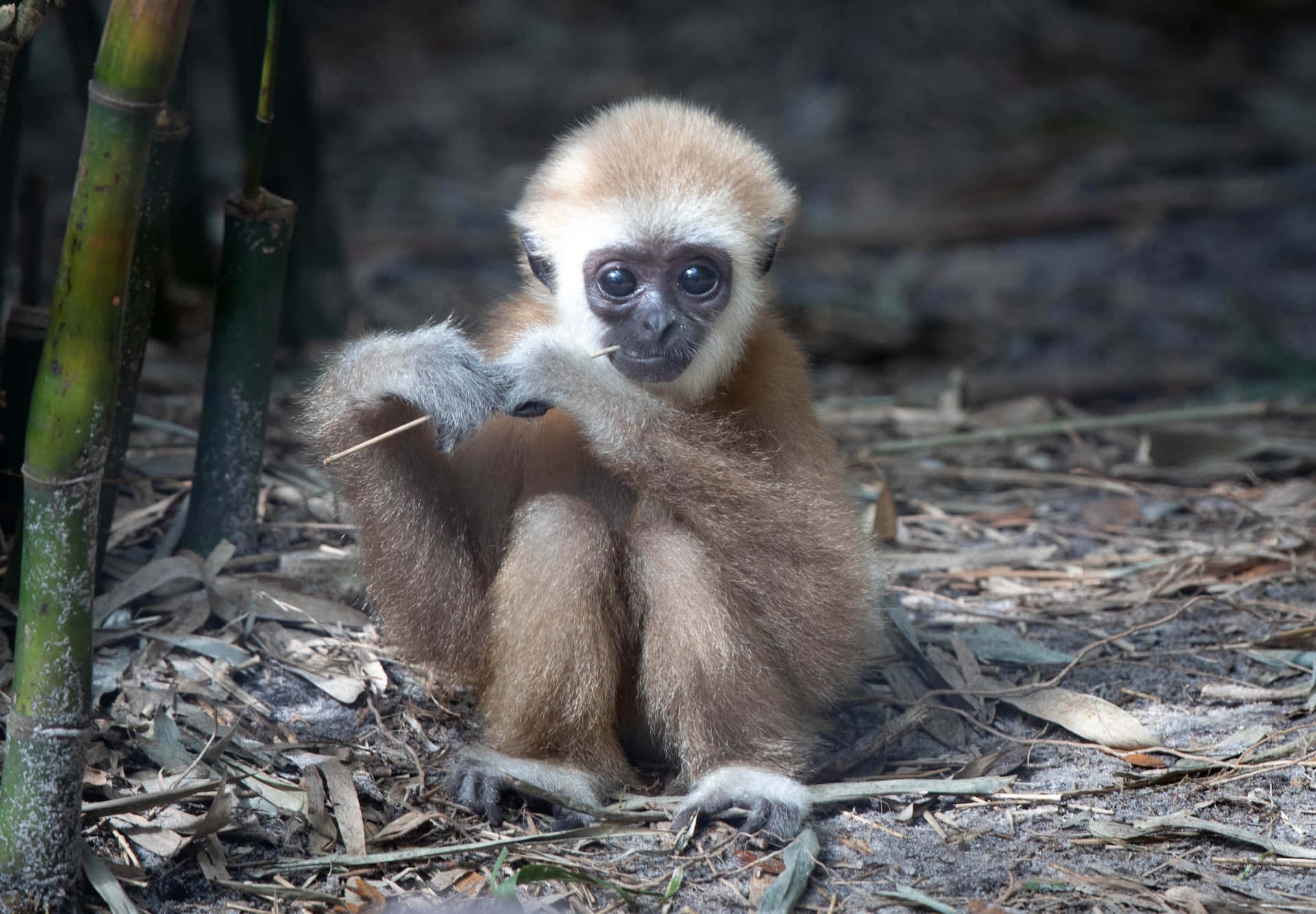 Sød Baby Bedste Gibbon Baggrund
