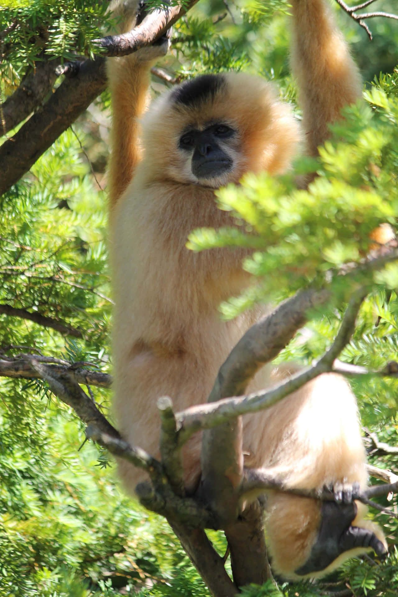 Gul Kind Bedste Gibbon Baggrund