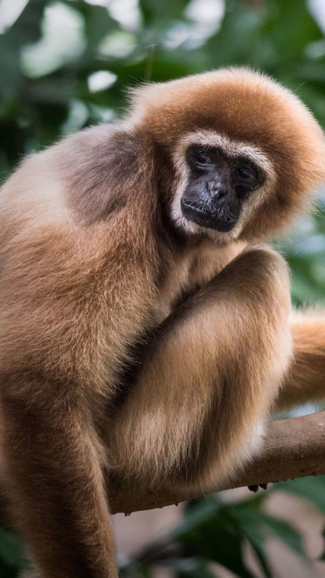 Sorgligtvit Handad Bästa Gibbon Bakgrund