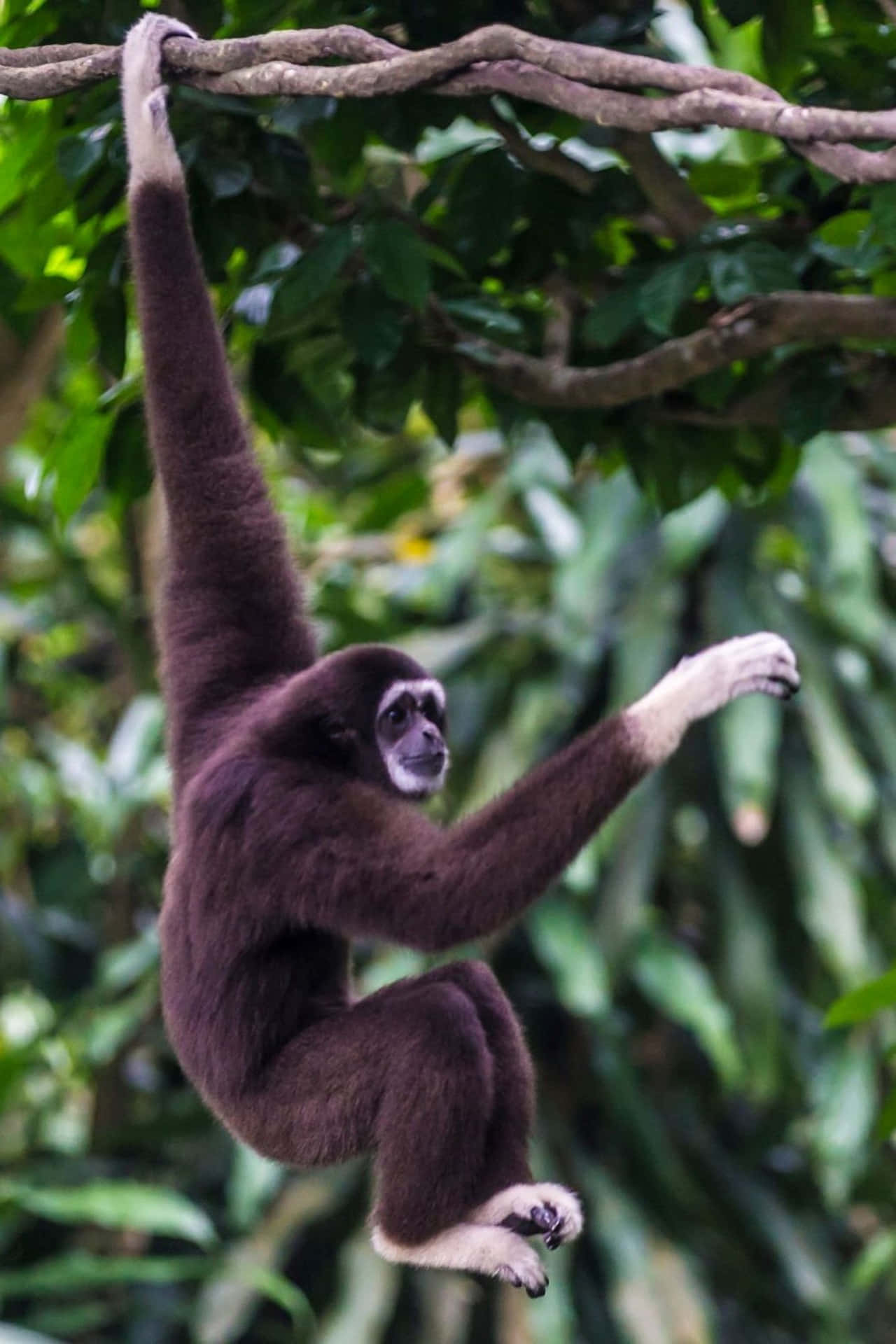 Pileret Bedste Gibbon Baggrund
