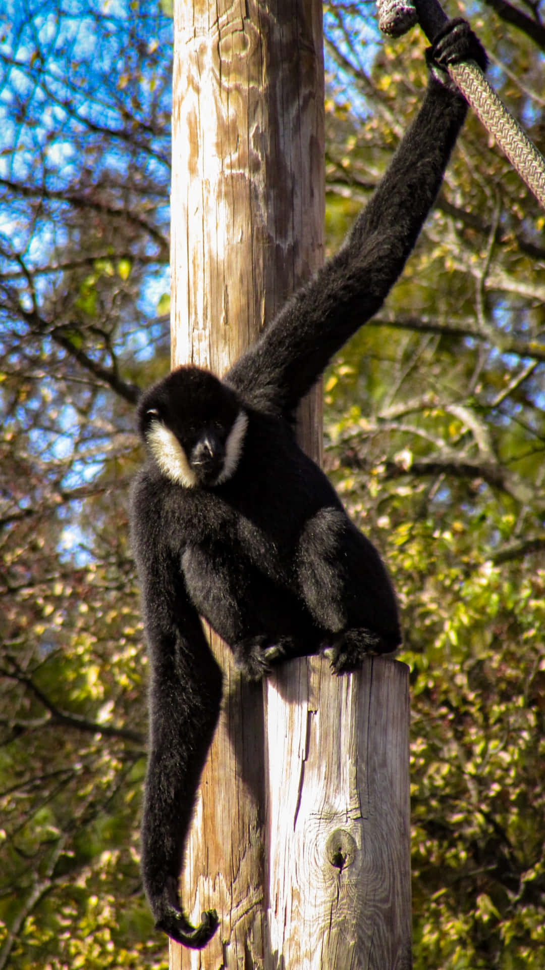 Langerschwarzer Gibbon Als Hintergrund