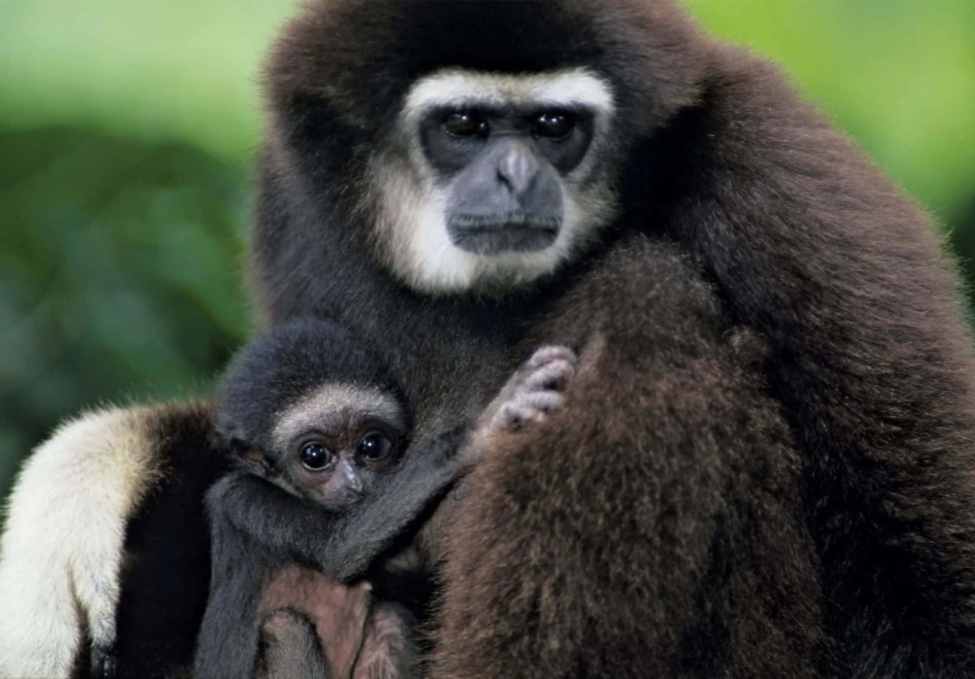 Sfondoper Computer O Cellulare Con La Migliore Immagine Di Una Madre E Un Bambino Gibbon.