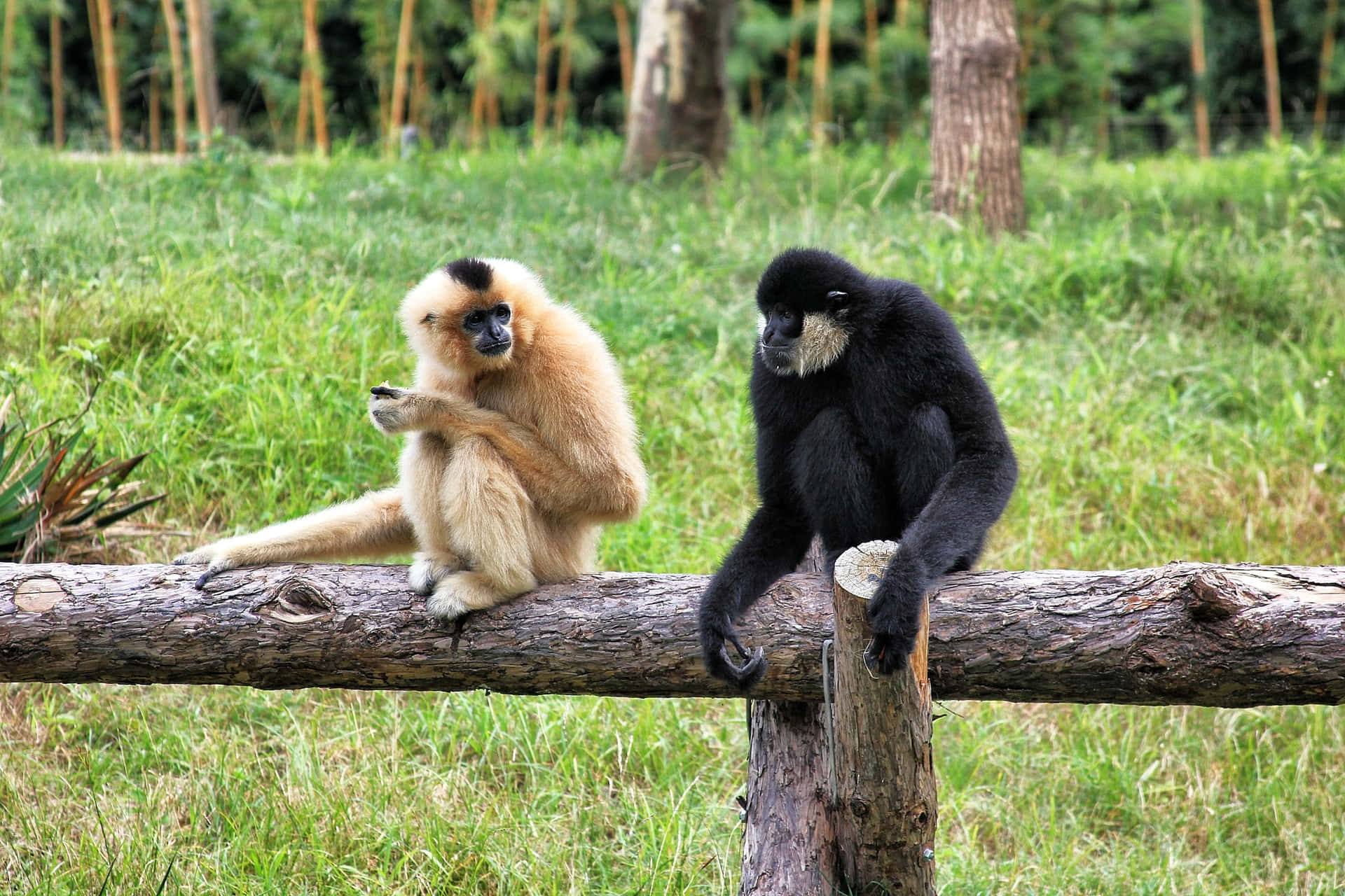 Vänligbästa Gibbon Bakgrundsbild