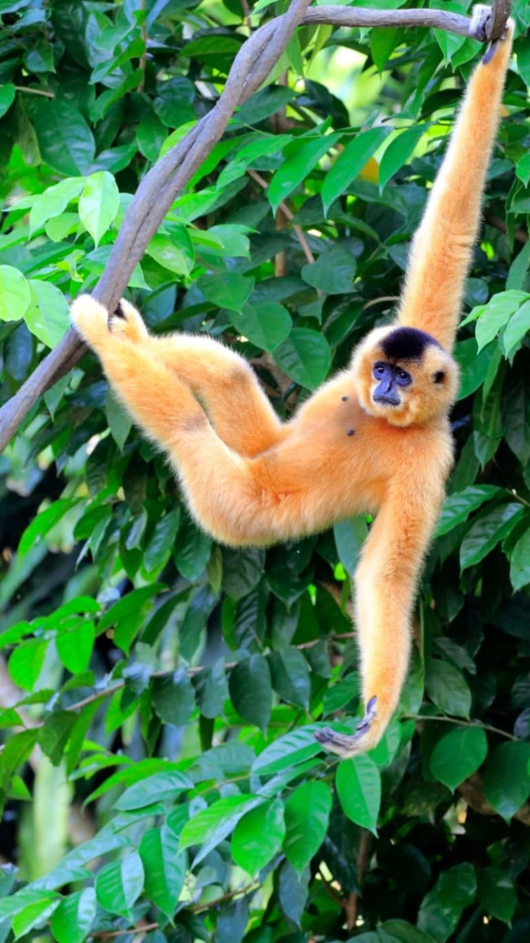 Seltenerhainan Gibbon Hintergrund