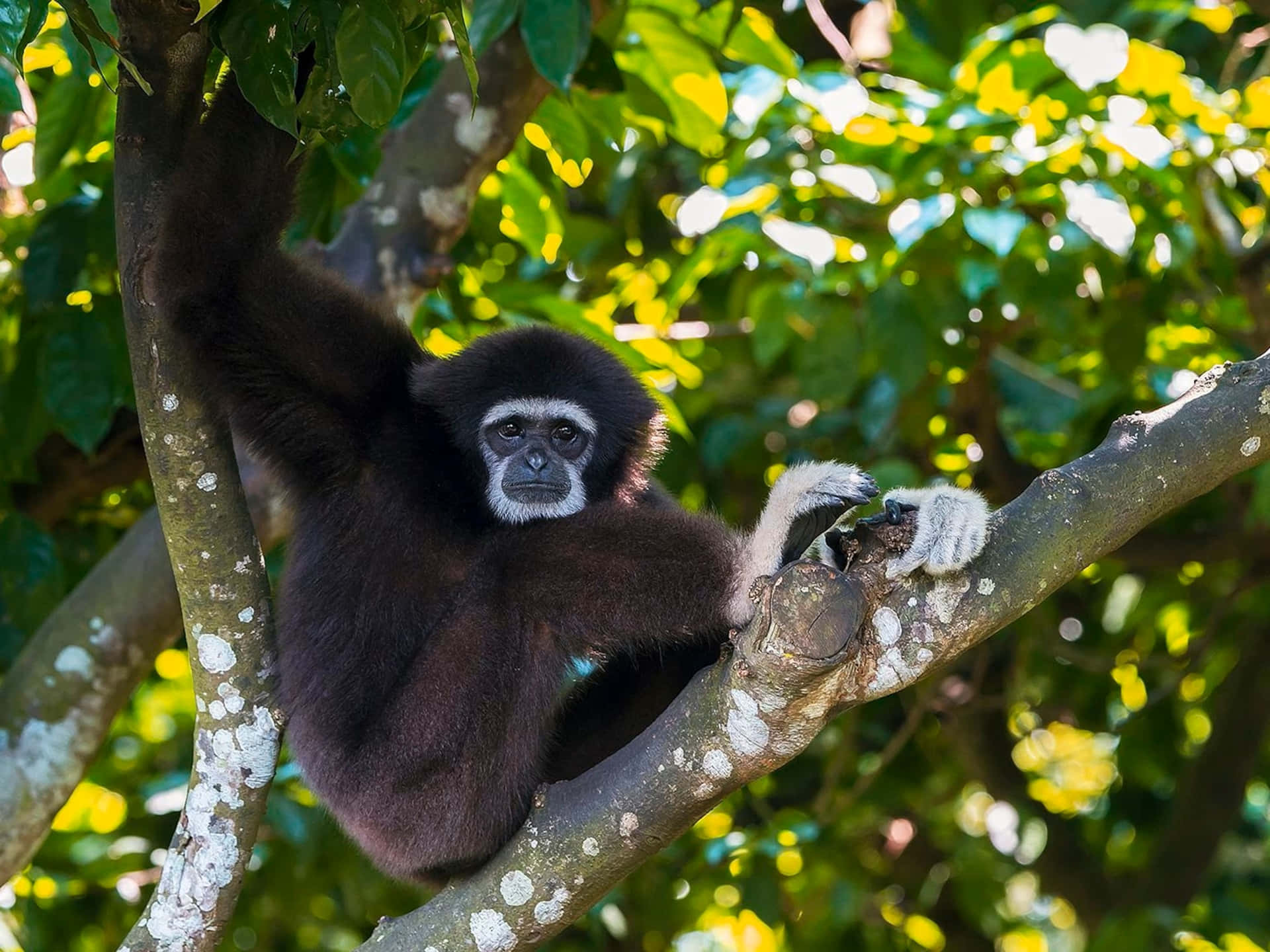 Sfondomiglior Gibbon Riposante Su Un Albero