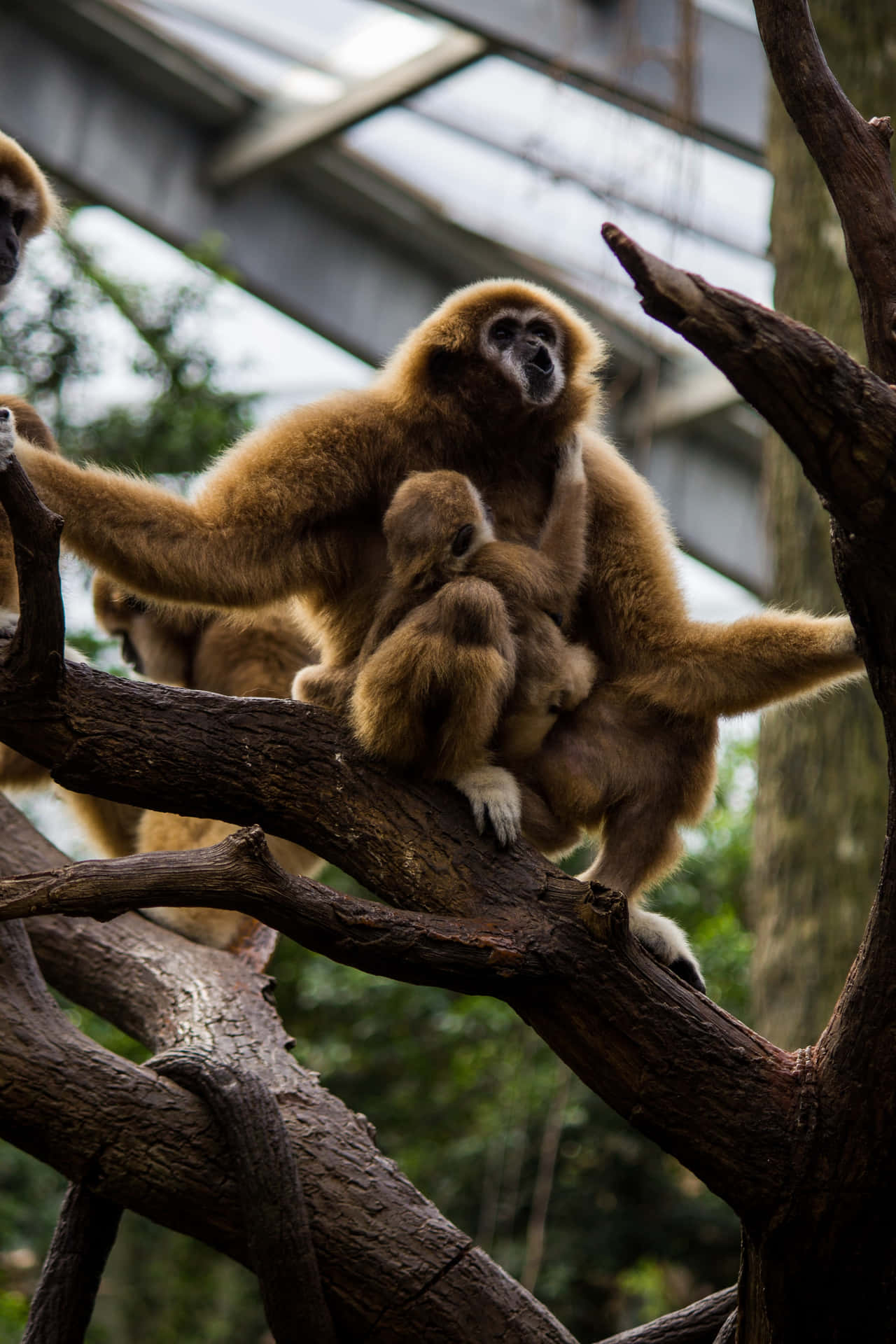 Indendørs skov Bedste Gibbon Baggrund