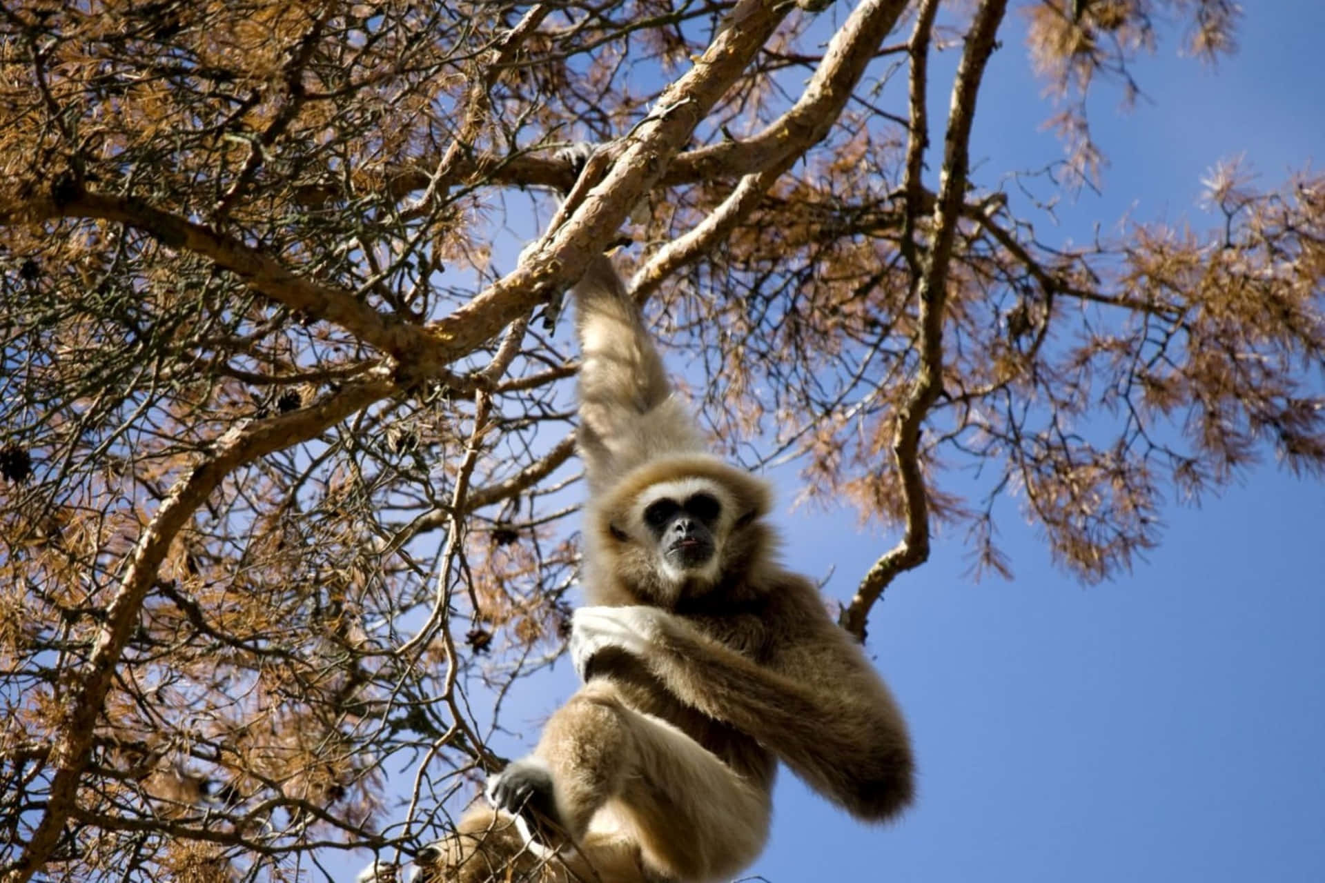 Majestic Gibbon Lounging in Nature