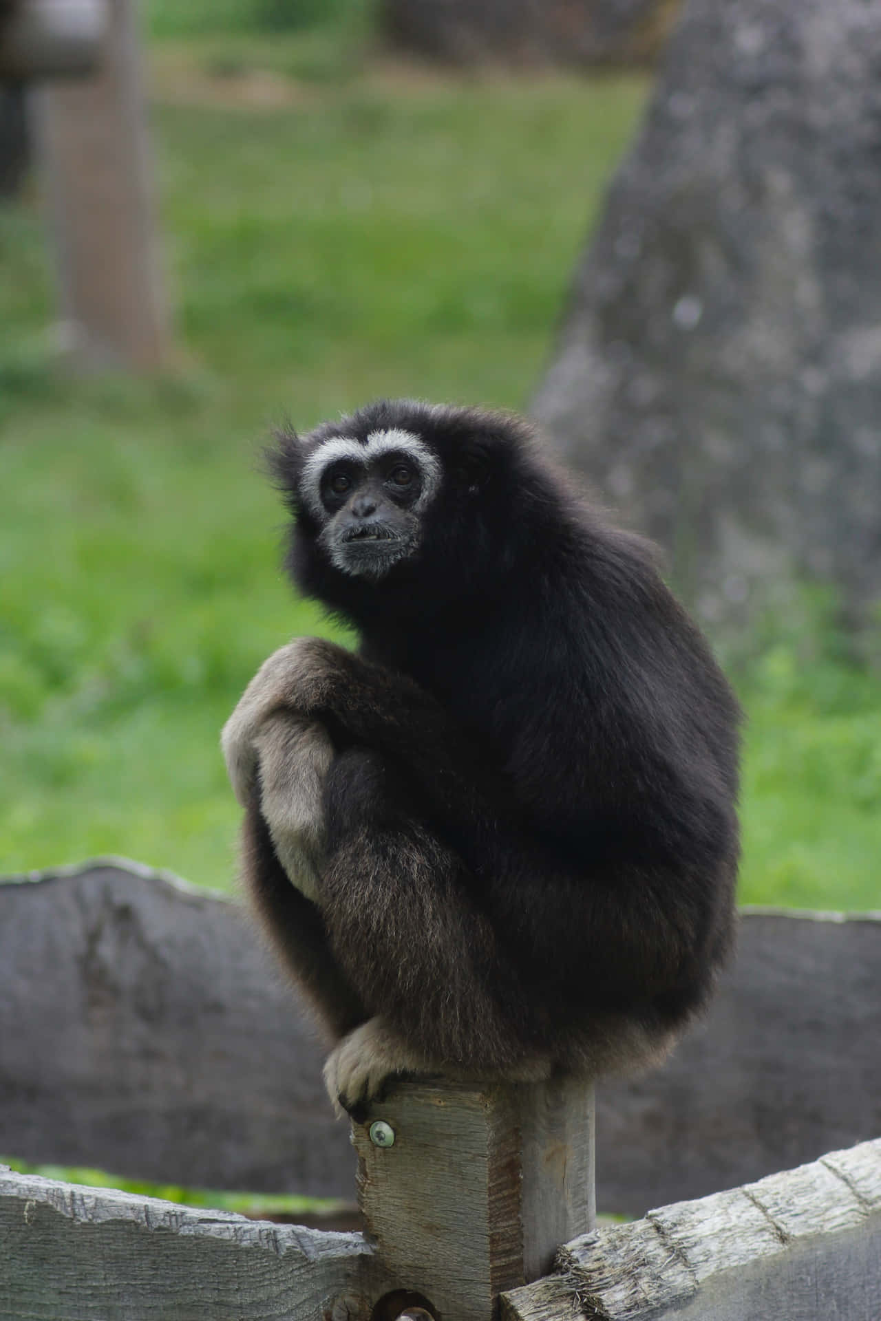 Balancere små bedste Gibbon baggrund