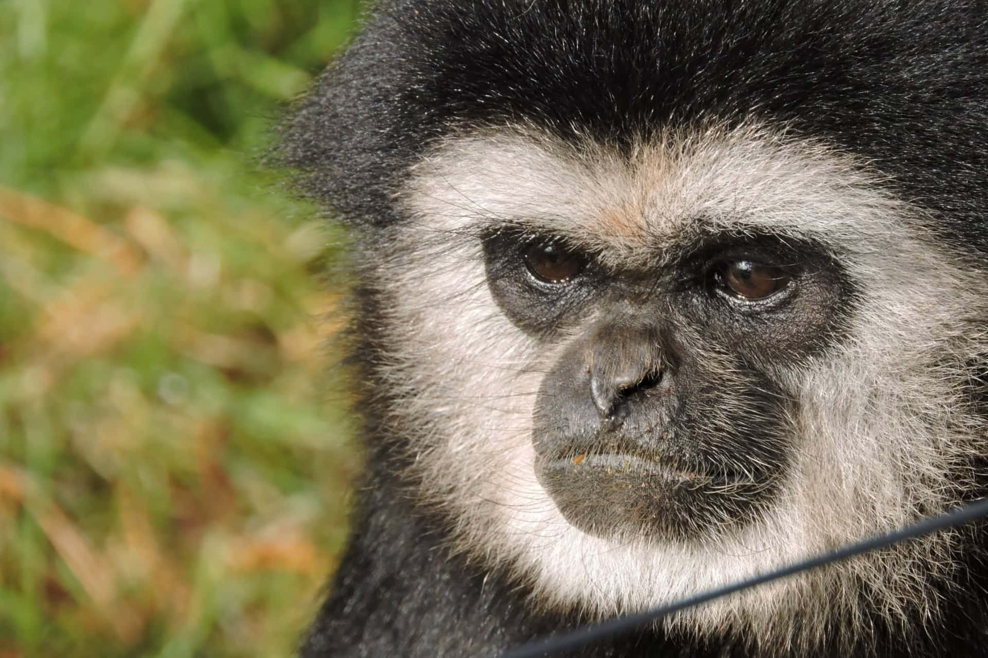 Serious Looking Best Gibbon Background