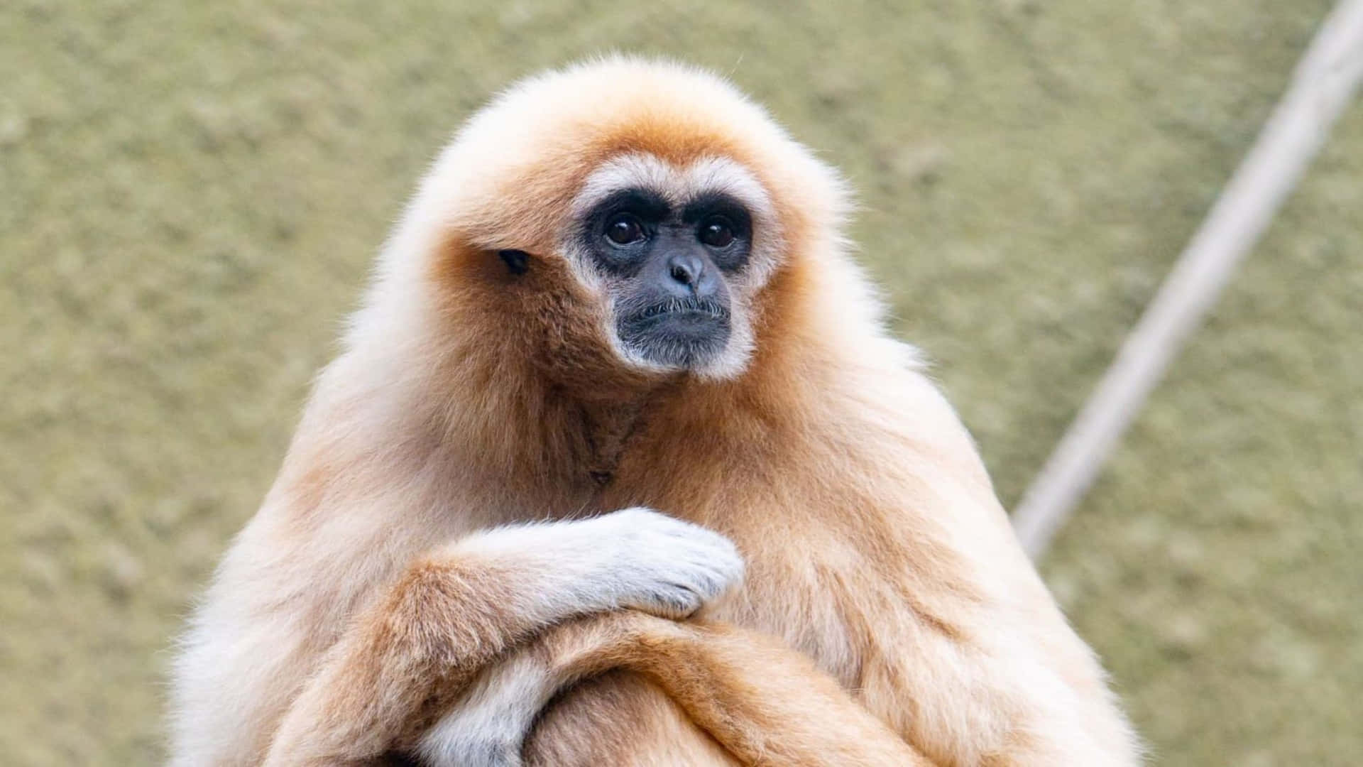 Glorioses,beeindruckendes Gibbon-hintergrundbild