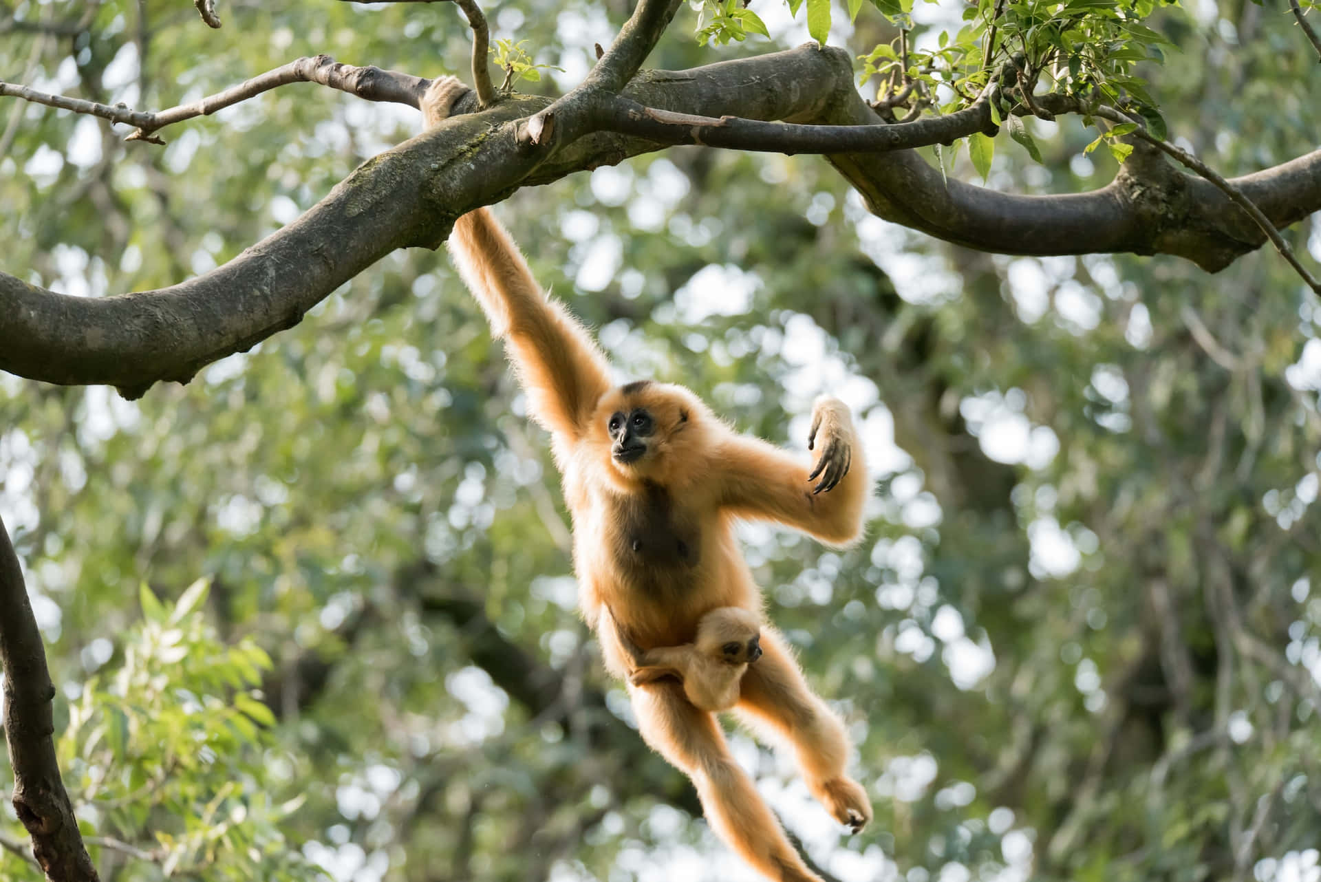 Schwingenderbester Gibbon-hintergrund