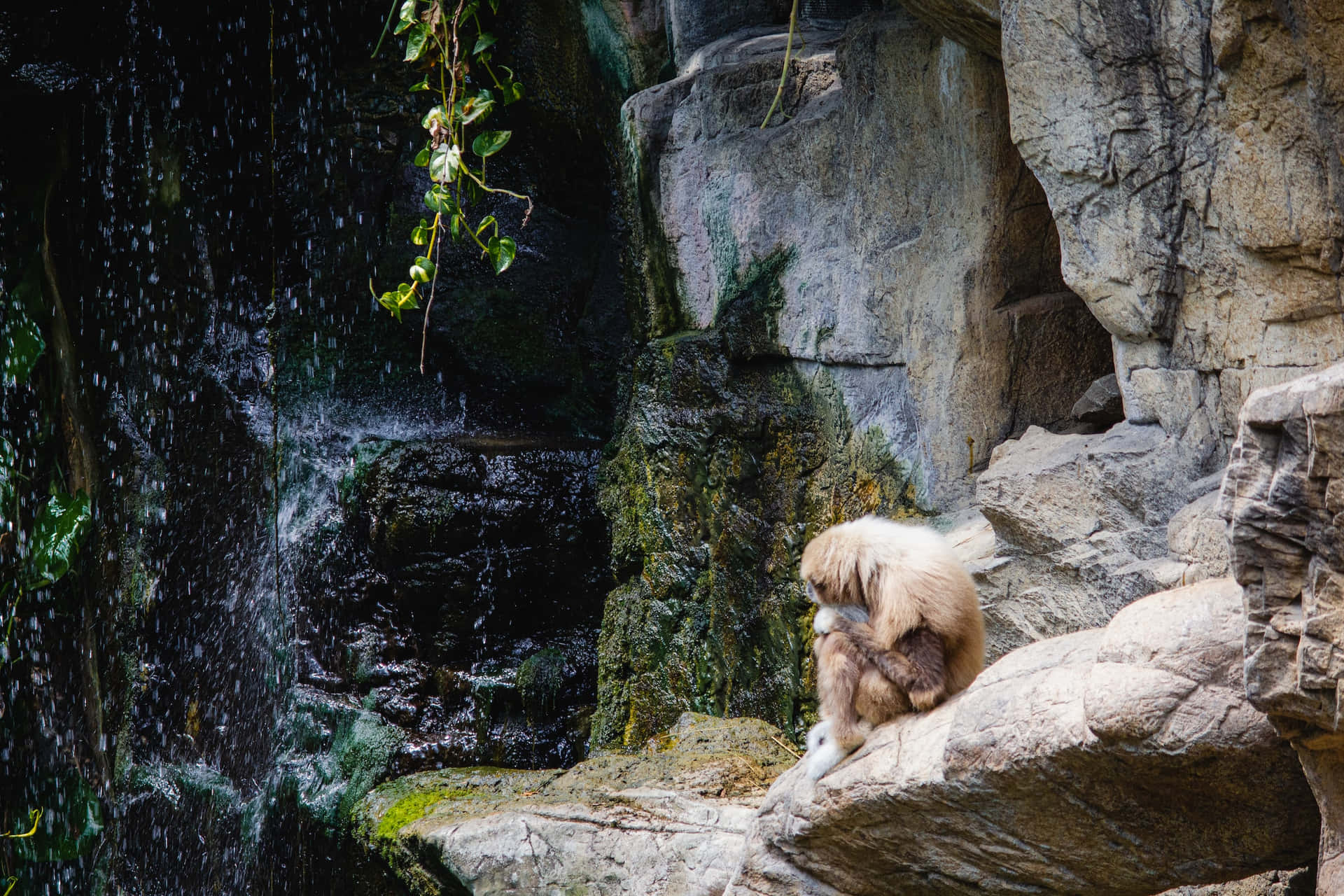 Wasserfallbeste Gibbon Hintergrund