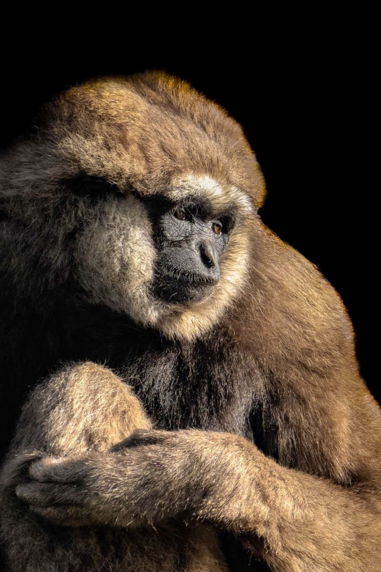 Sfondocon L'immagine Del Miglior Gibbone Di Borneo Stoico