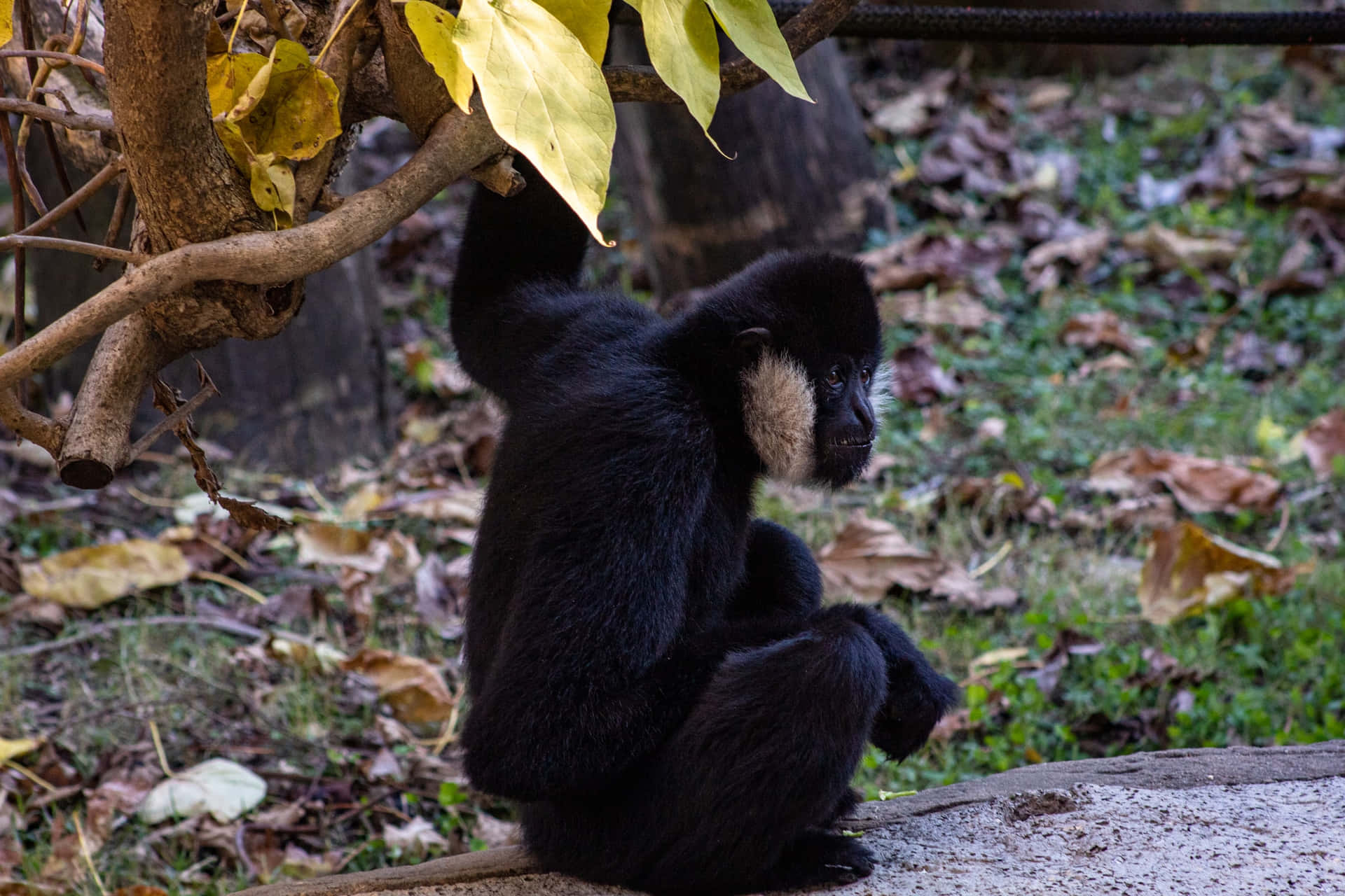 Majestic Gibbon in Natural Habitat