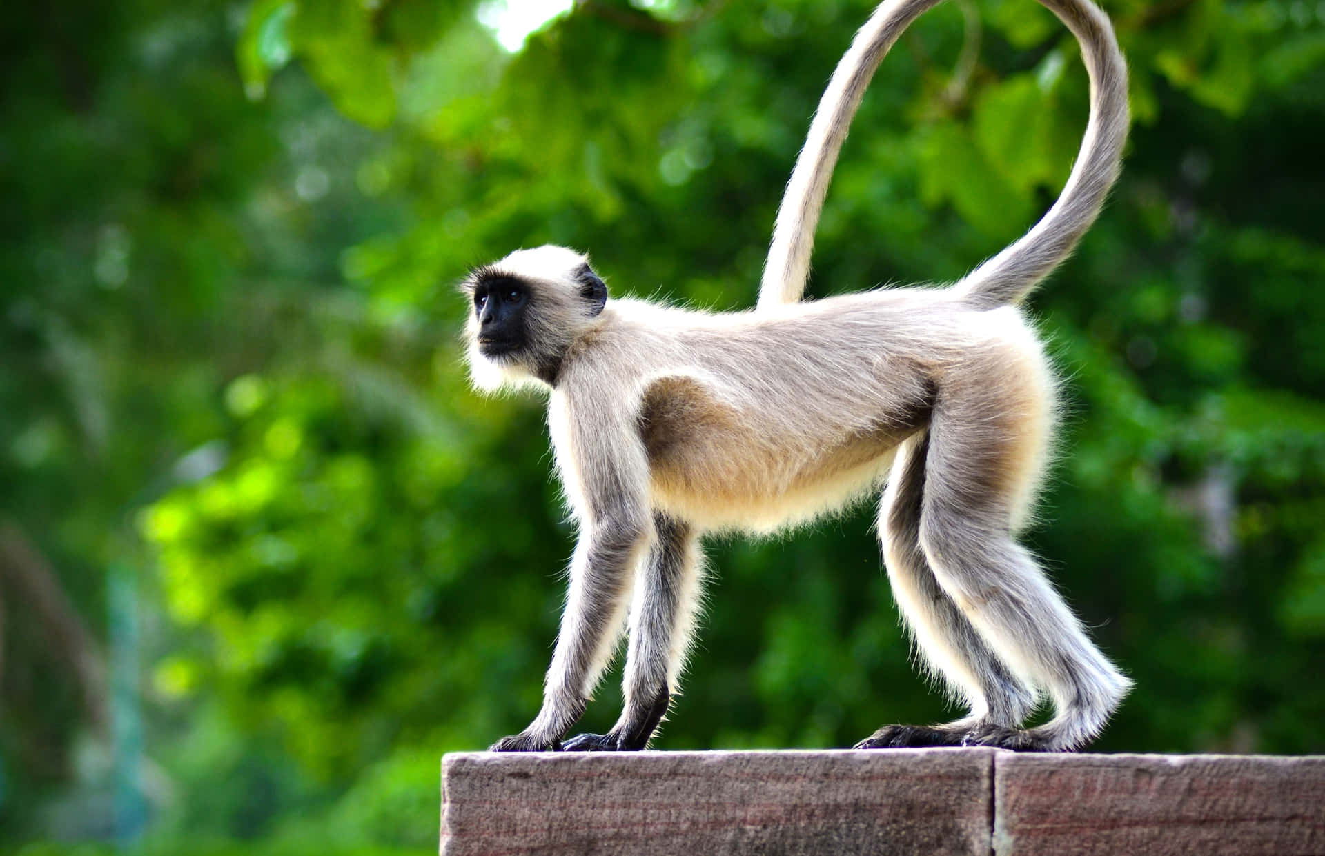 Fondode Pantalla Del Mejor Gibbon En La Vida Salvaje De Tailandia.