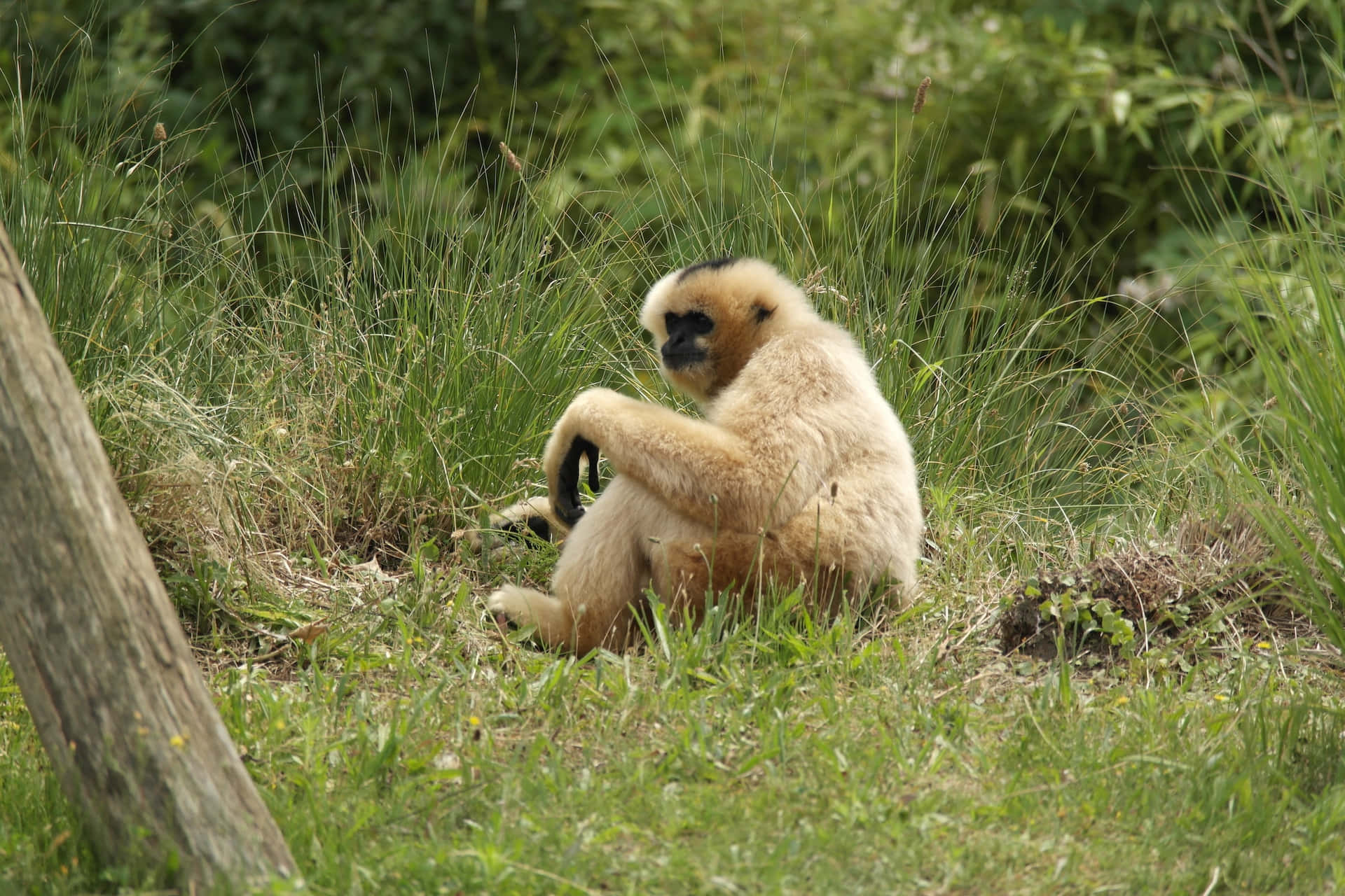 Fridfullbakgrund Med Bästa Gibbonen.