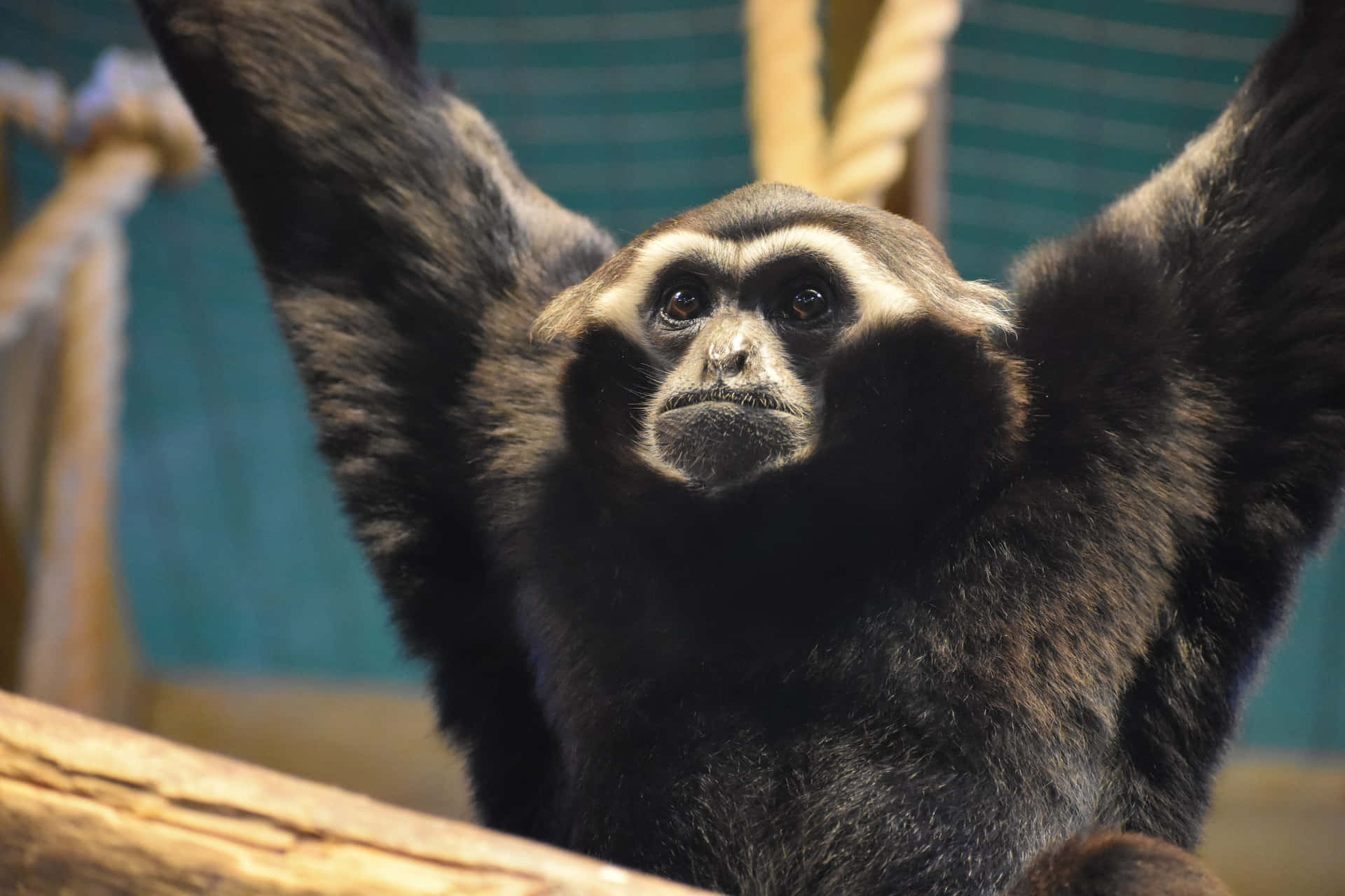 Schwarzerlar Bester Gibbon Hintergrund