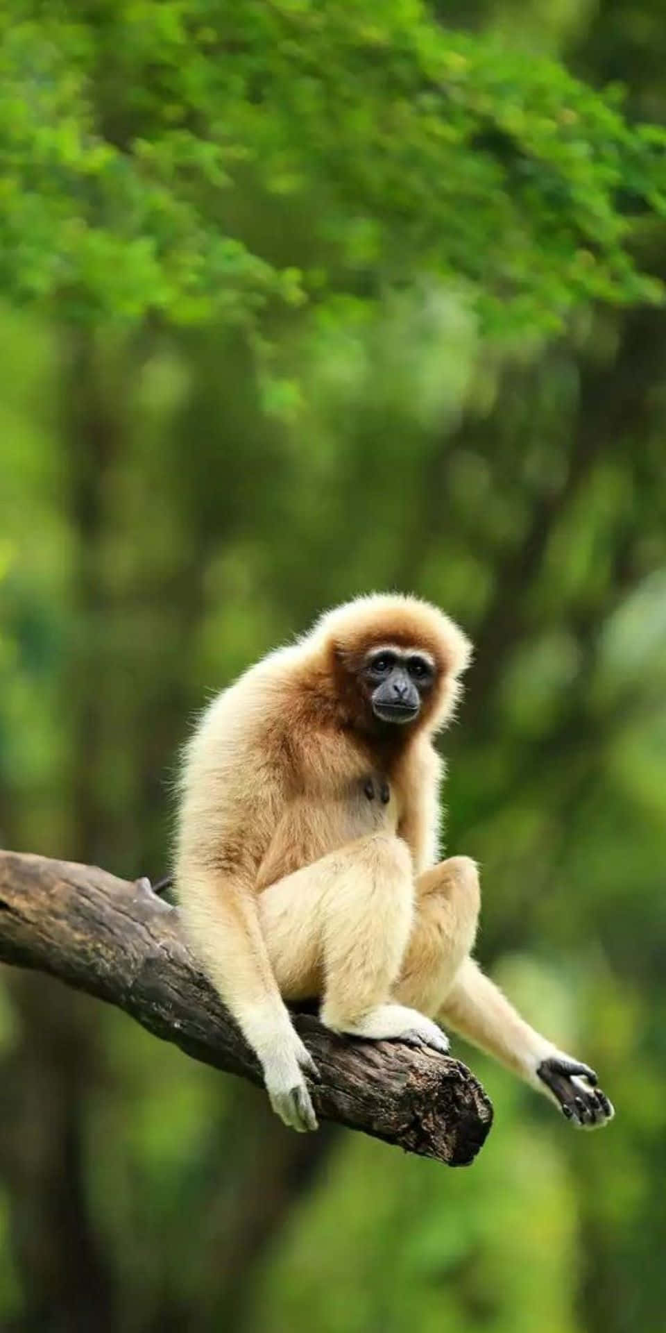 Kantenpå Ett Träd - Bästa Gibbon-bakgrundsbilden.