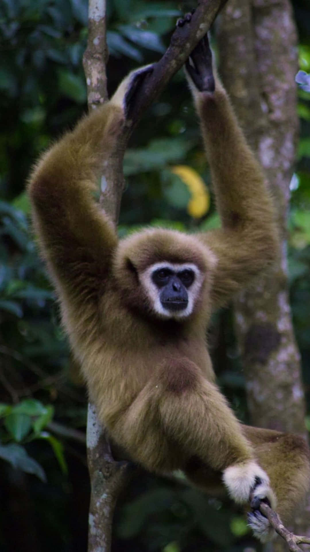 Sfondodel Migliore Gibbone Hoolock Asiatico